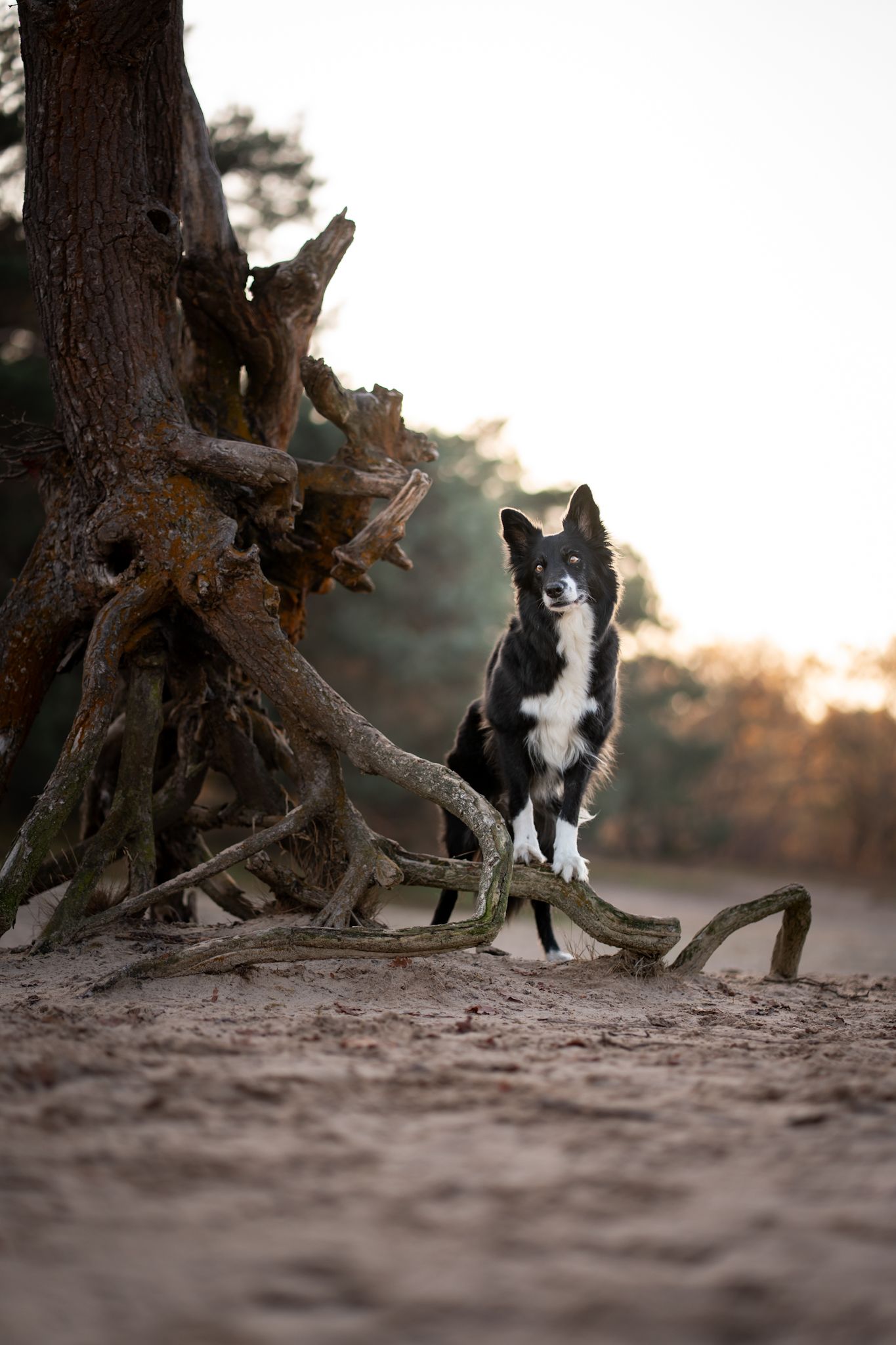 Bordercollie Zola
