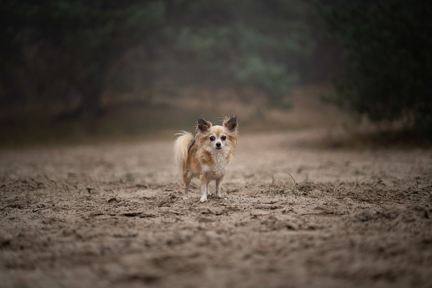 Chihuahua Fenne