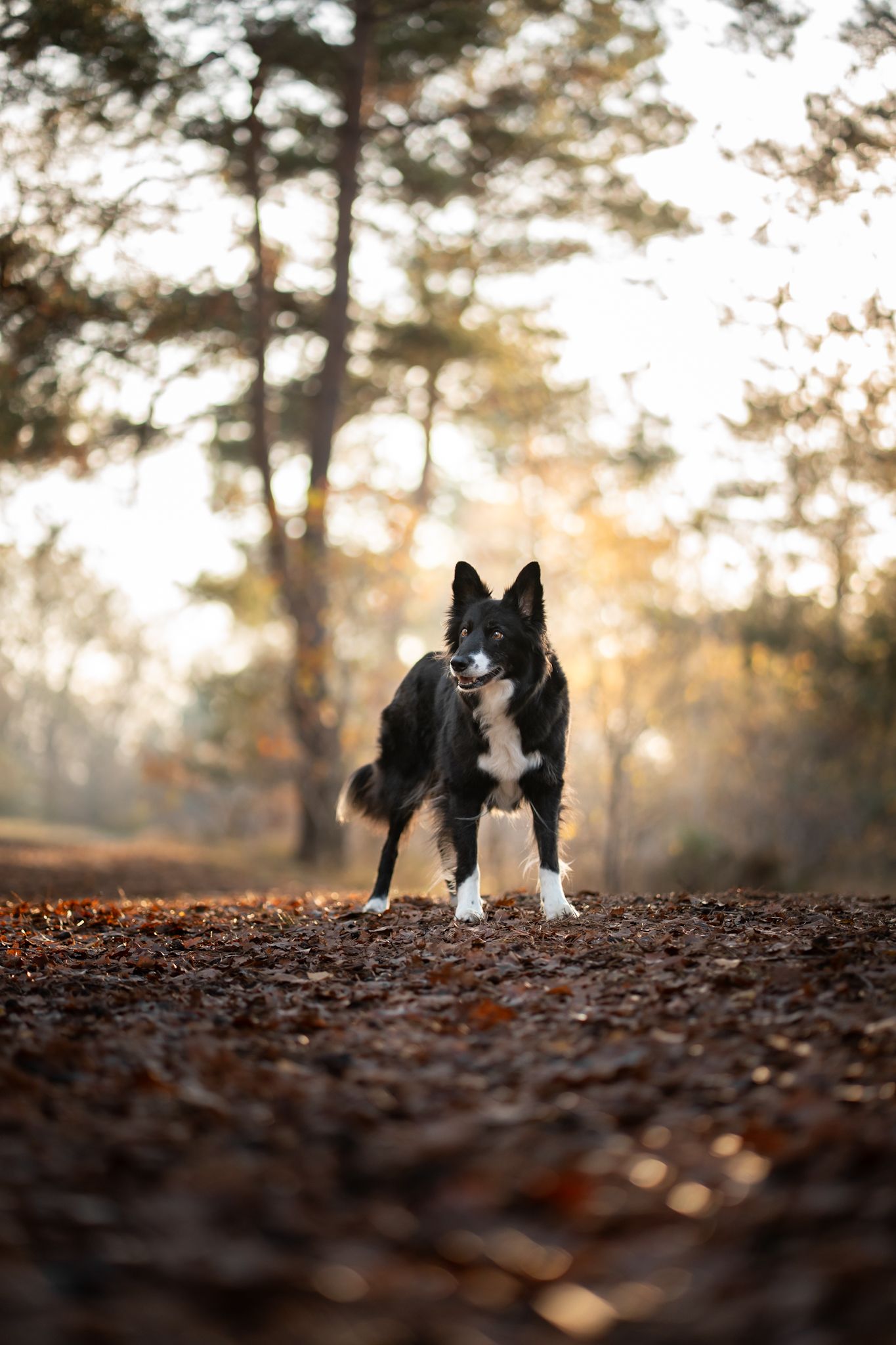 Bordercollie Zola