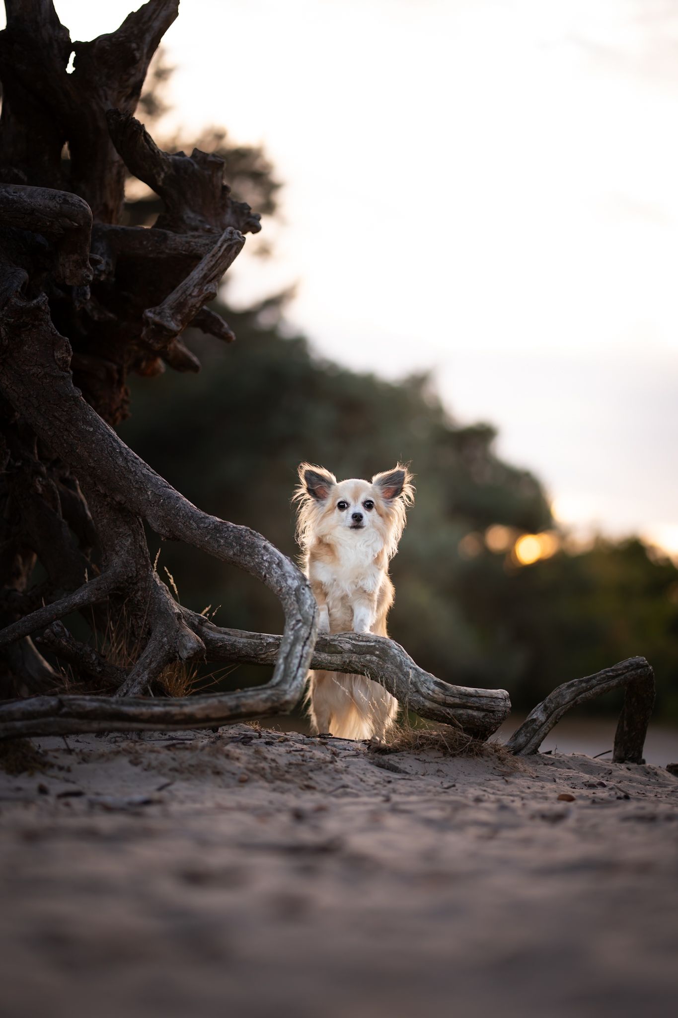 Chihuahua Fenne