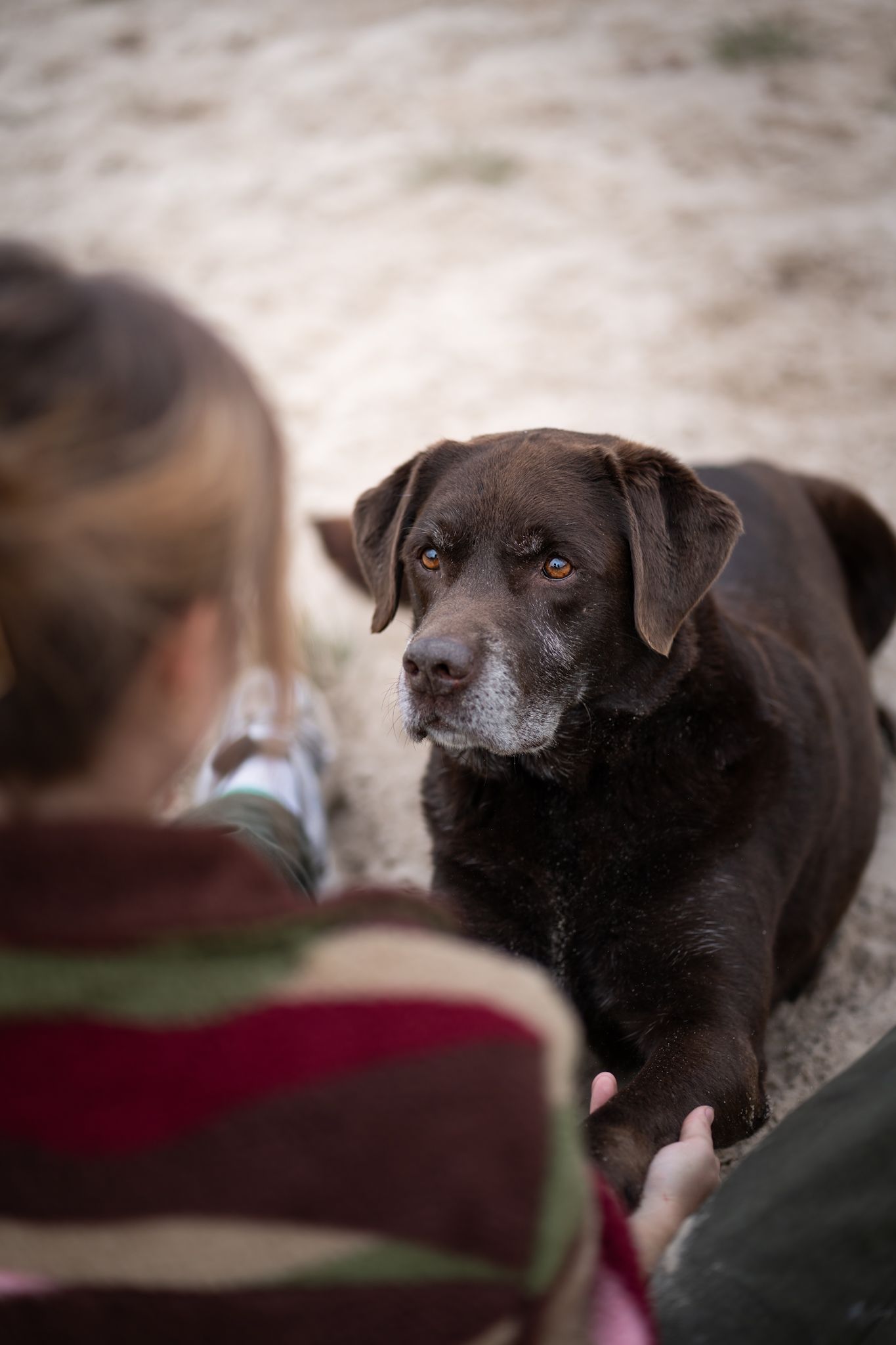 Labrador Tibo