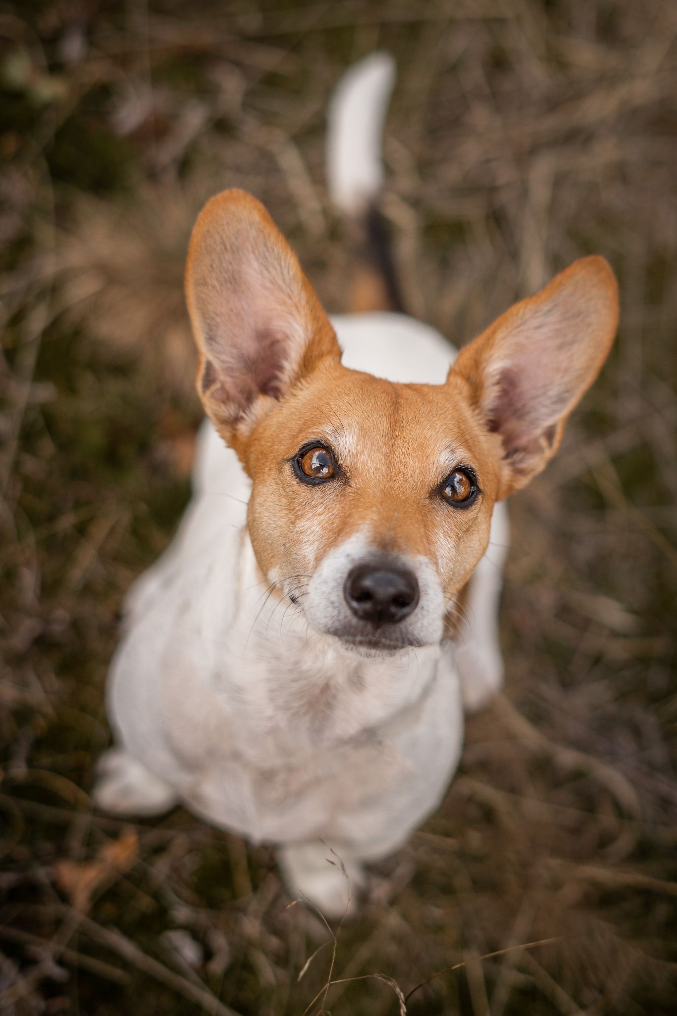 Jackrussell Joep