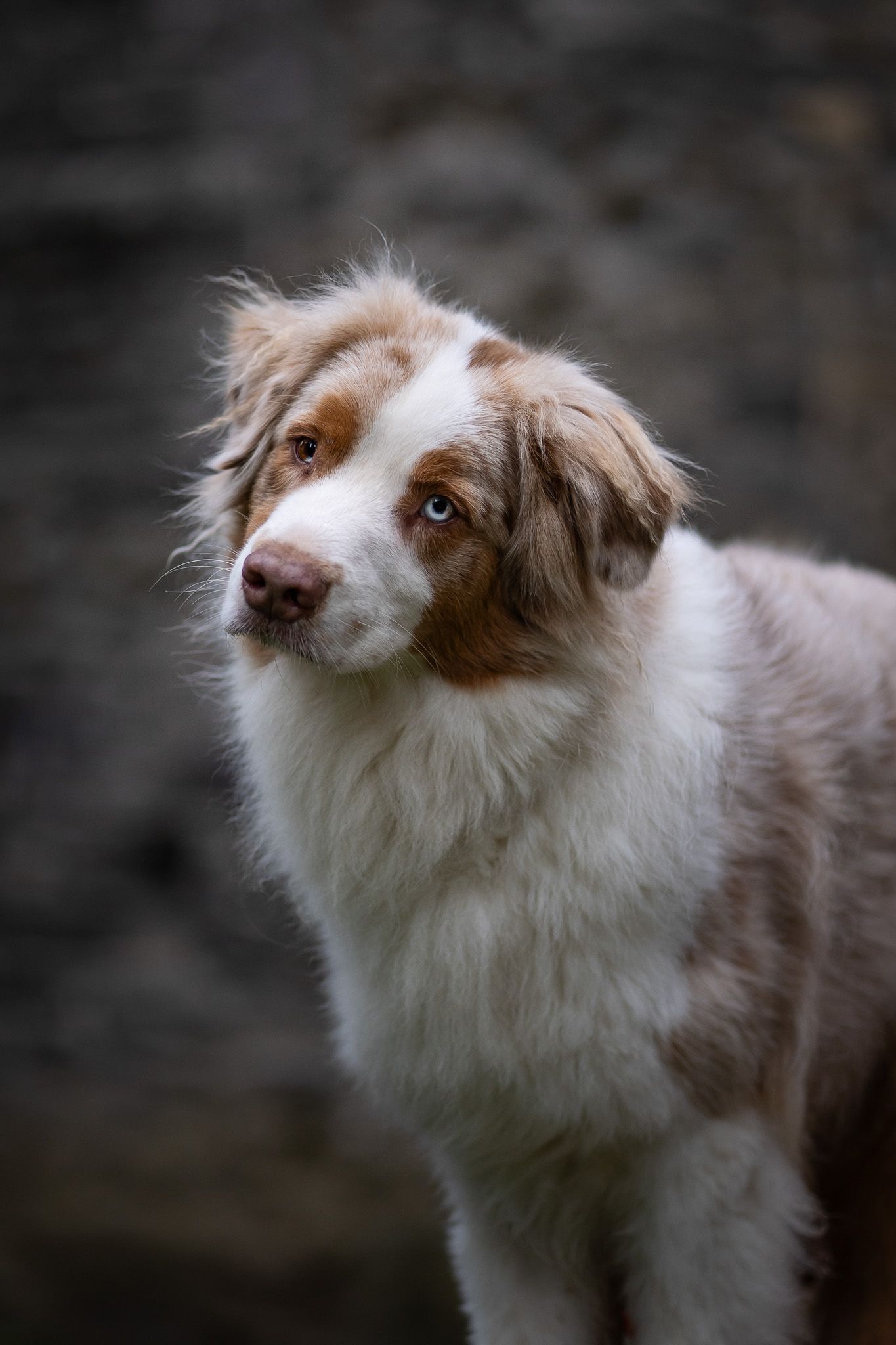 Aussie Pixel