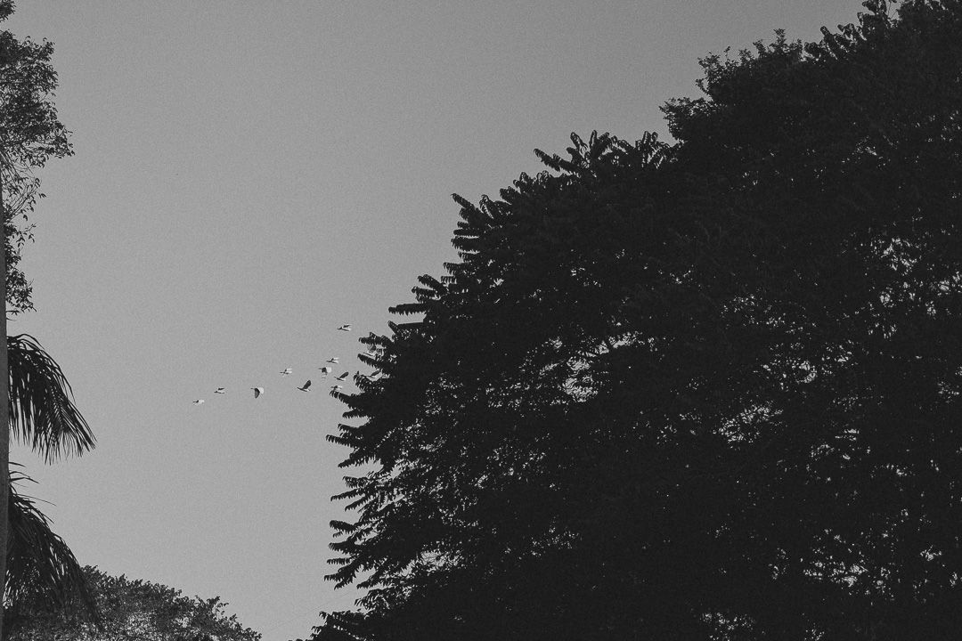 A black and white silhouette of dark tree branches against a light sky creating a moody natural contrast.