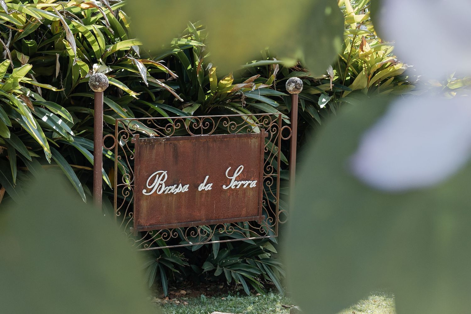 A collection of potted tropical plants arranged in a line with wooden signs against a blurred green background.