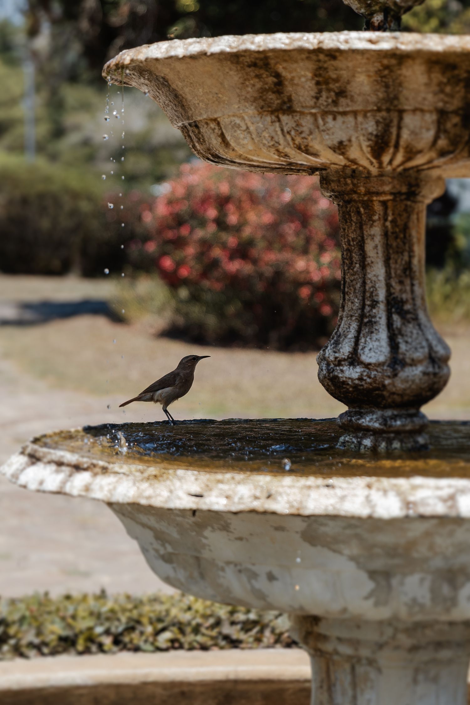 A small black bird perches on the edge of an ornate stone birdbath in a garden setting.