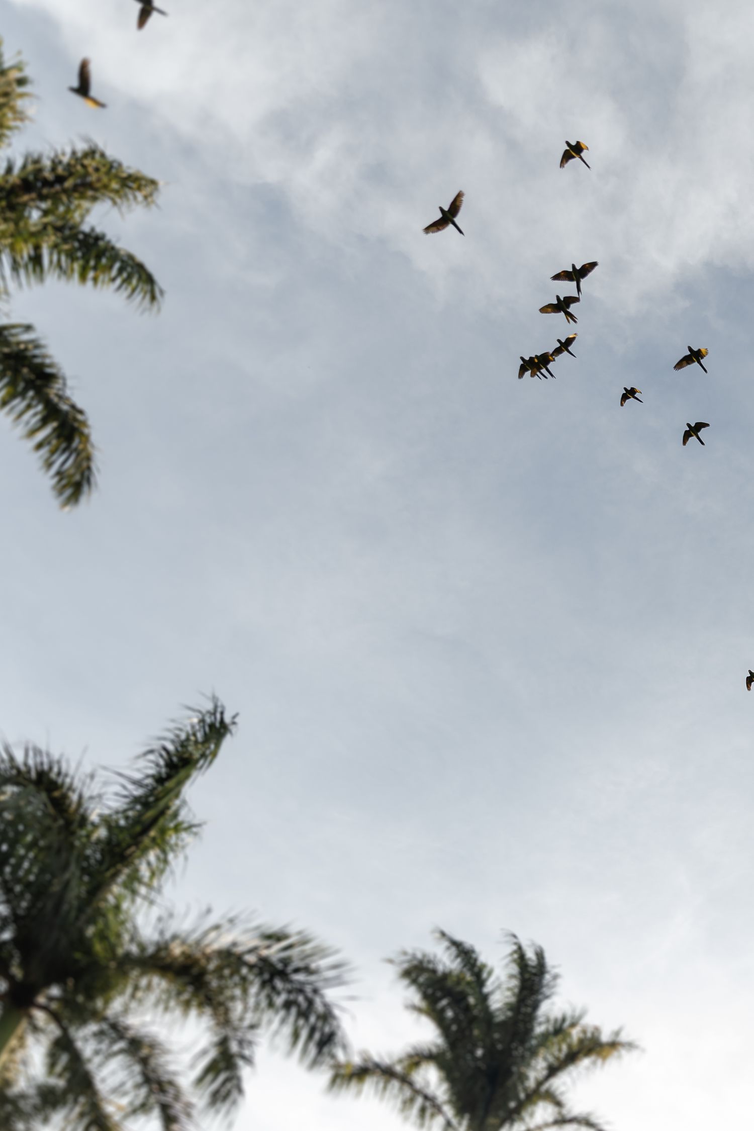 Birds fly against a cloudy sky with silhouettes of palm trees visible in the background.