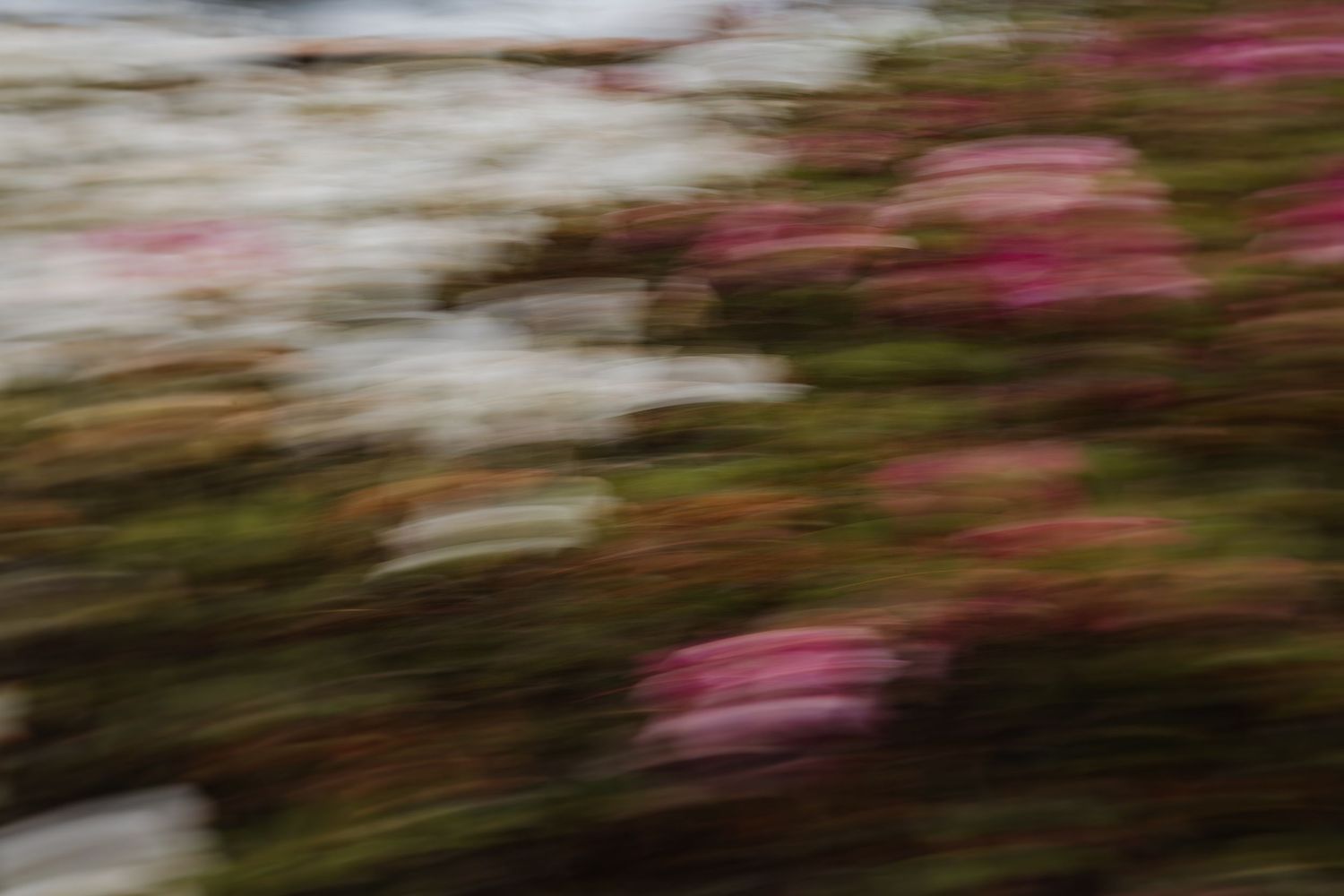 Motion blur photograph of pink and white flowers in a garden creates an abstract artistic effect.