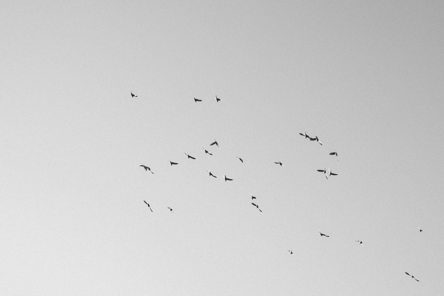 A flock of birds soars against an overcast gray sky in a minimalist black and white composition.