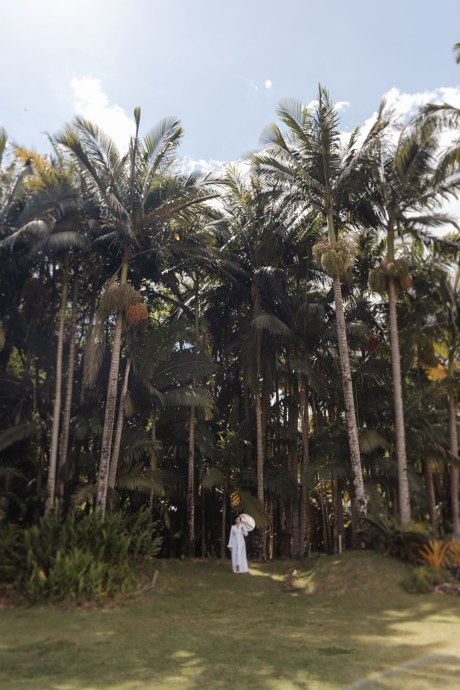 Panoramic view of tall palm trees lining a grassy area in a tropical garden setting under blue sky.