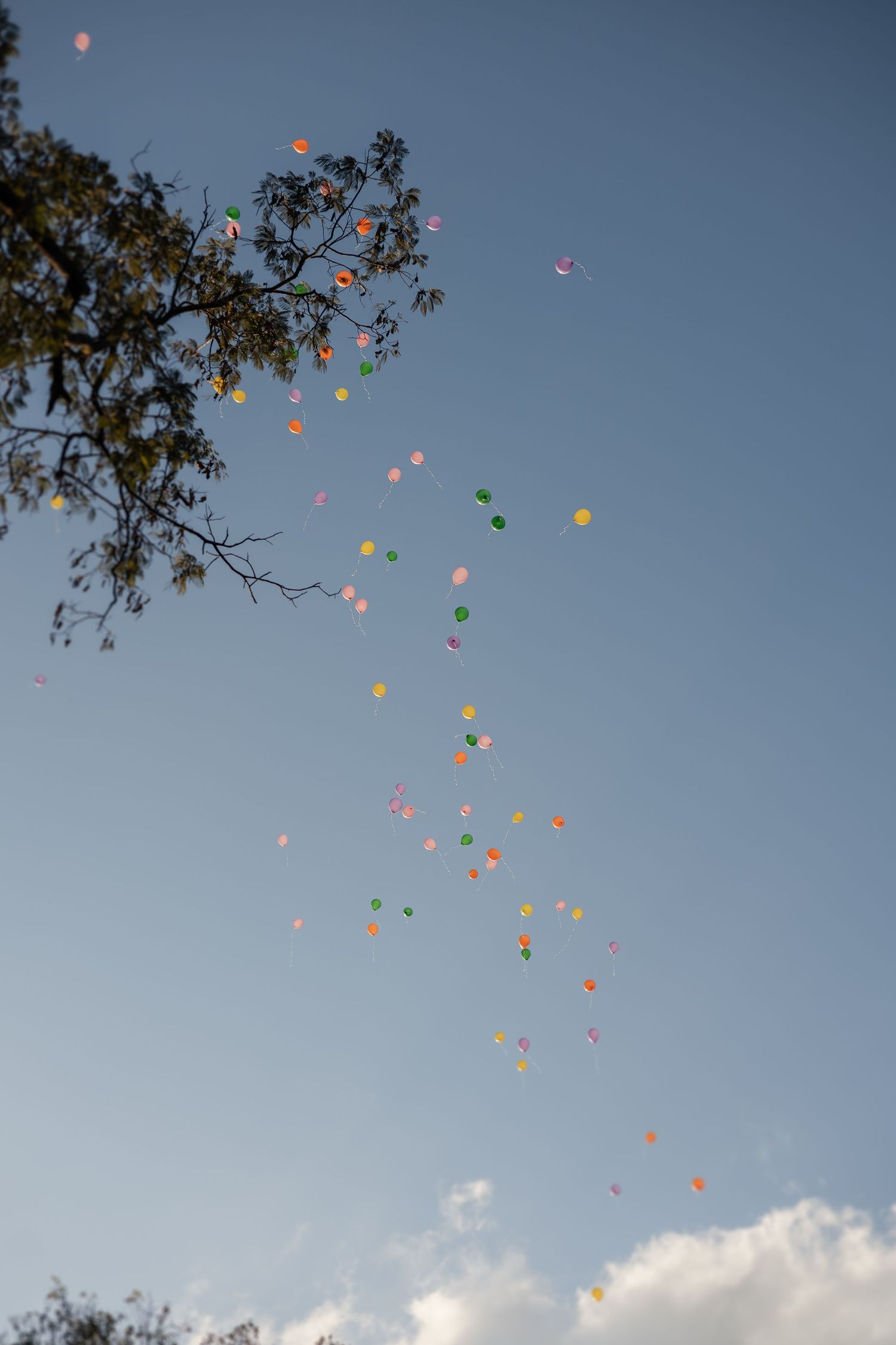 Colorful balloons float up into a blue sky with tree branches visible in the corner.