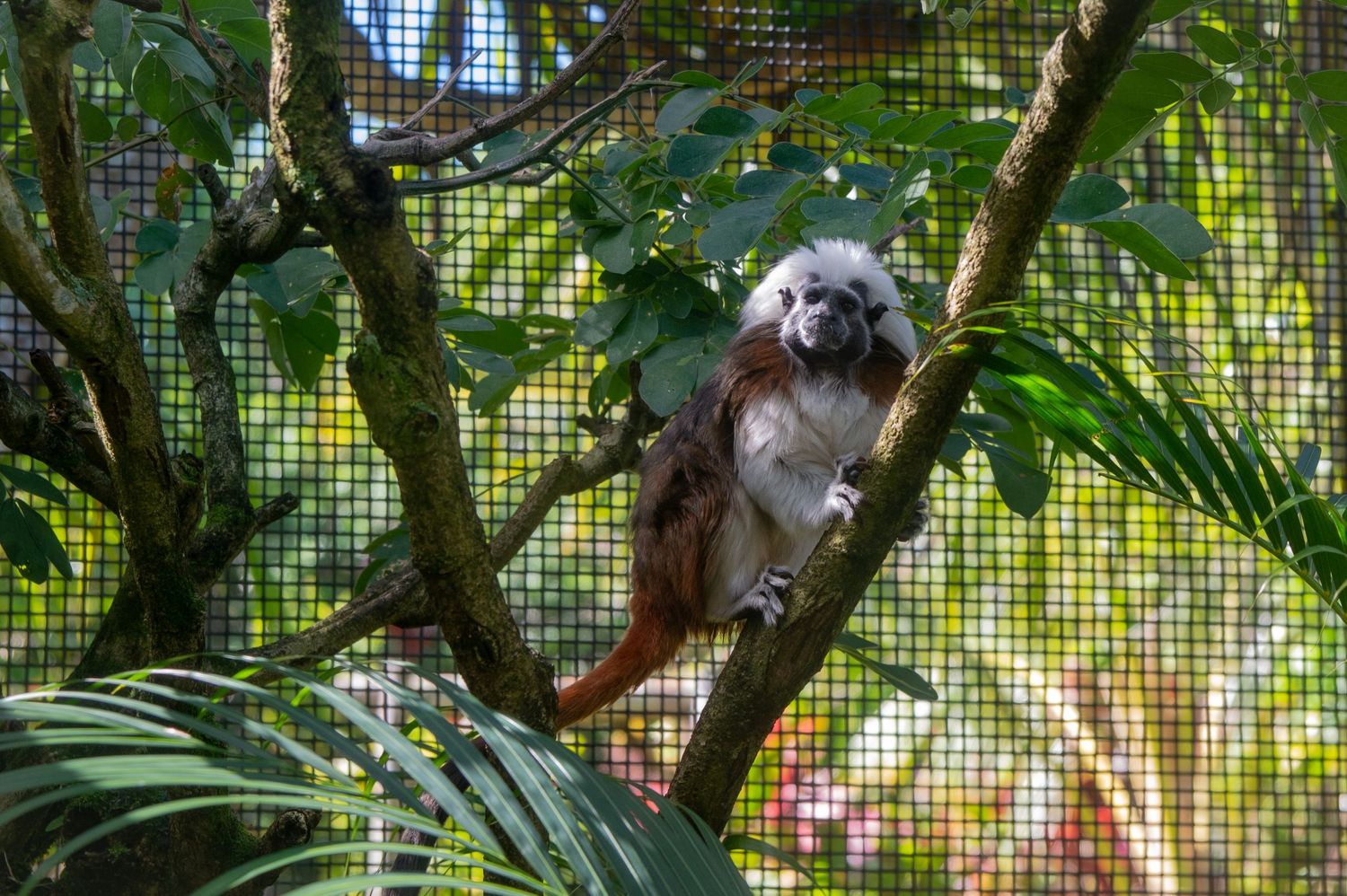 A small furry monkey with white facial fur perches among green branches and leaves in a natural setting.