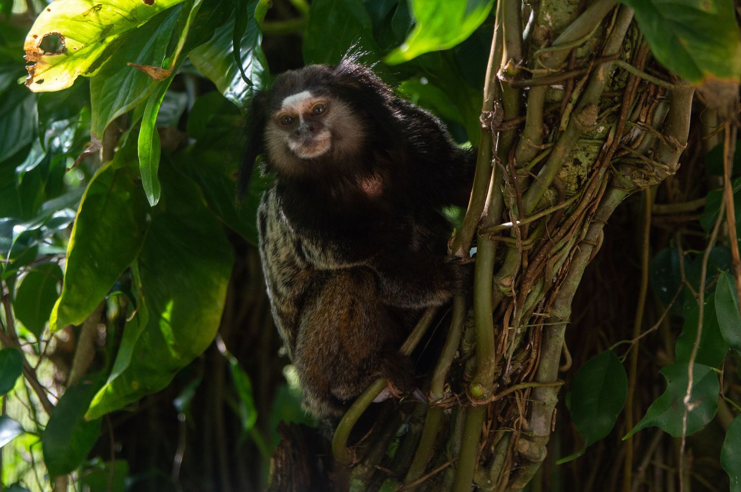 Monkey with dark fur peering through dense tropical vegetation and bamboo.