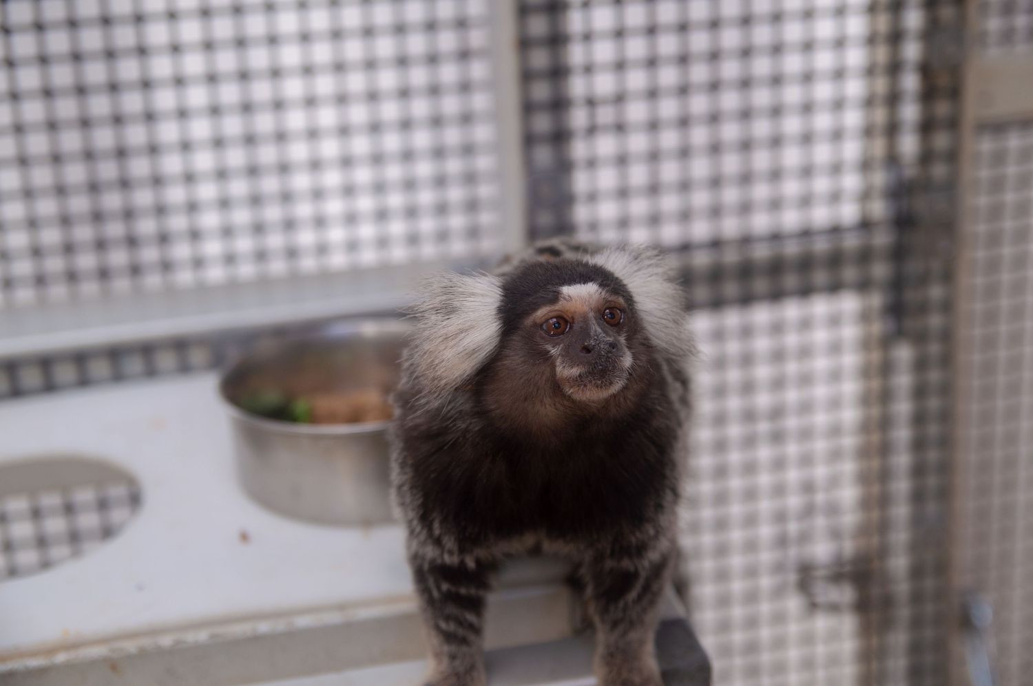 Small marmoset monkey looking through a wire cage with curious expression.