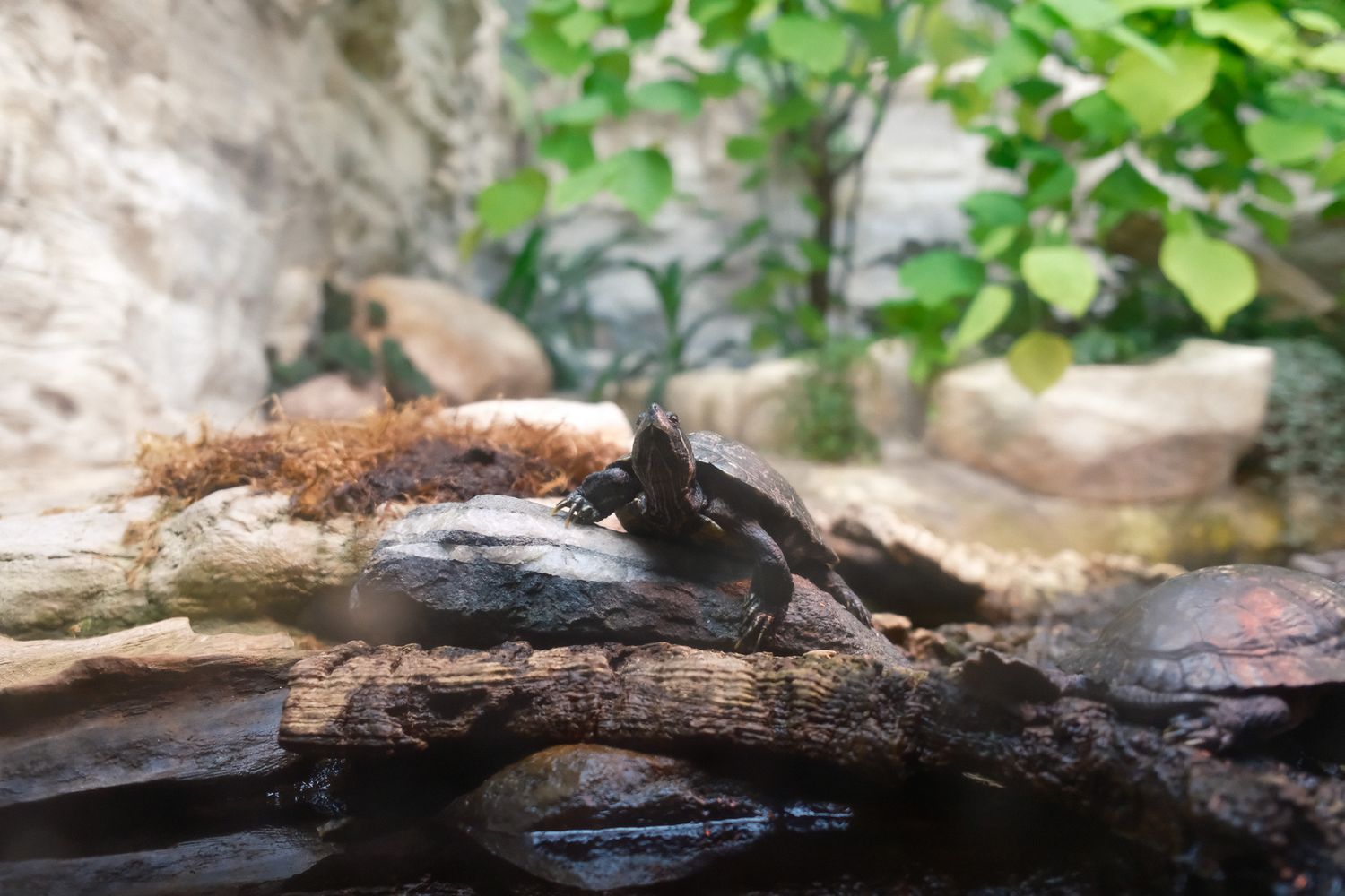 Small turtle resting on driftwood in a terrarium setting with green foliage.