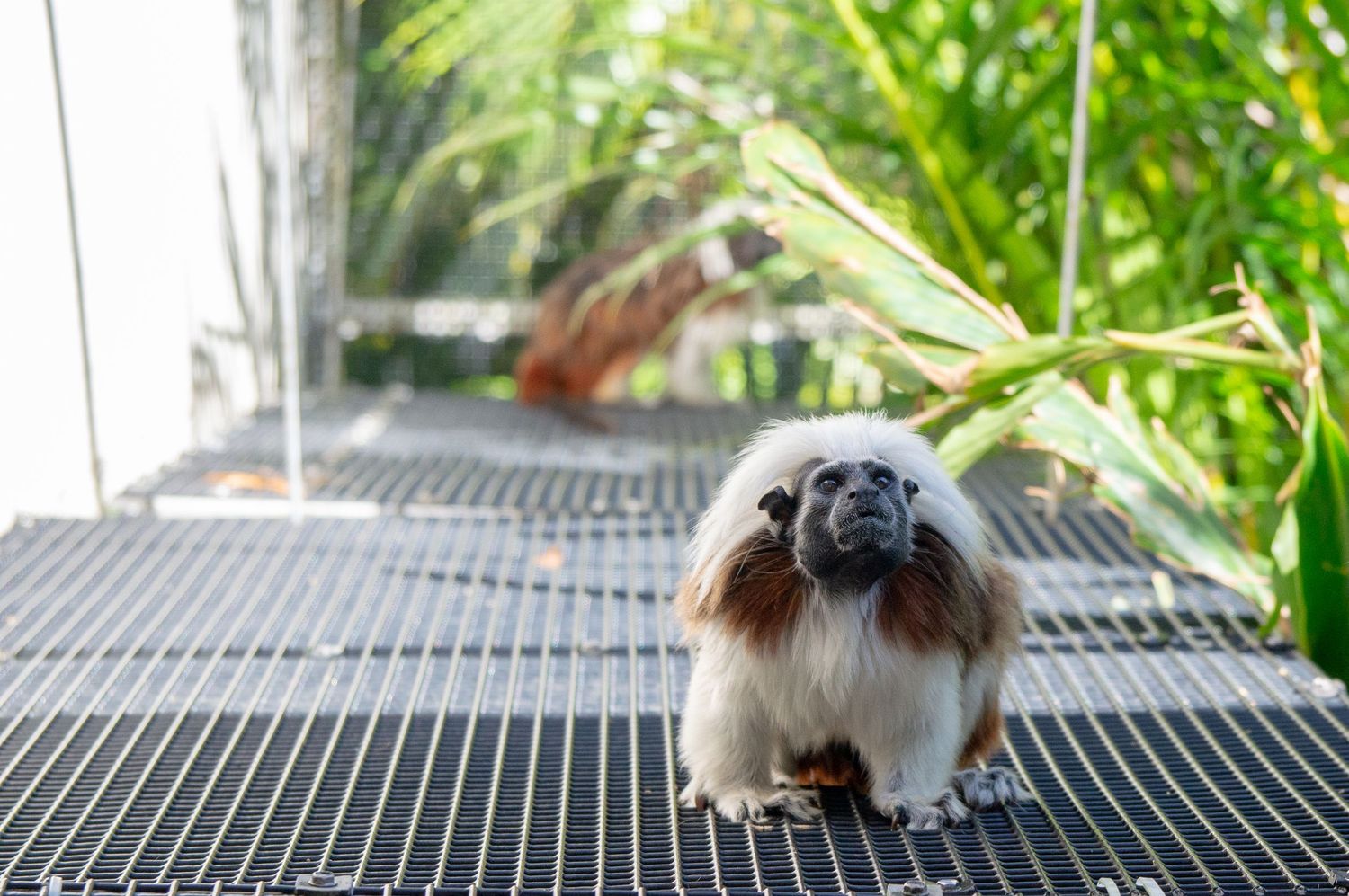 Small primate resting on metal grating with lush foliage behind.