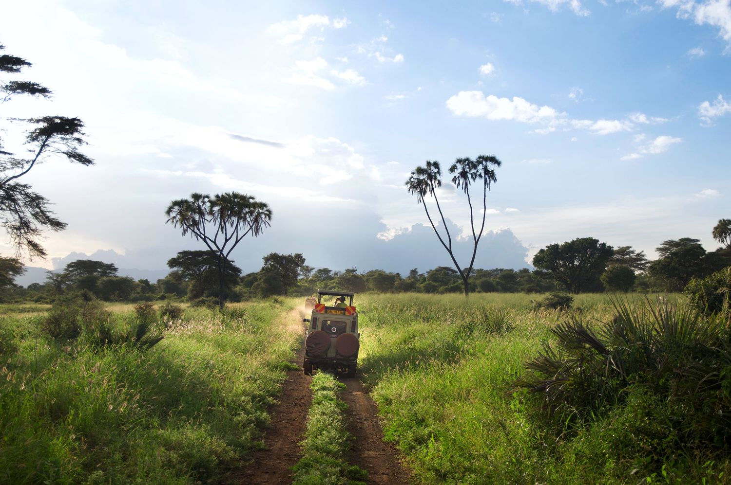 Dirt path winding through tall grass in an African savanna with scattered acacia trees.