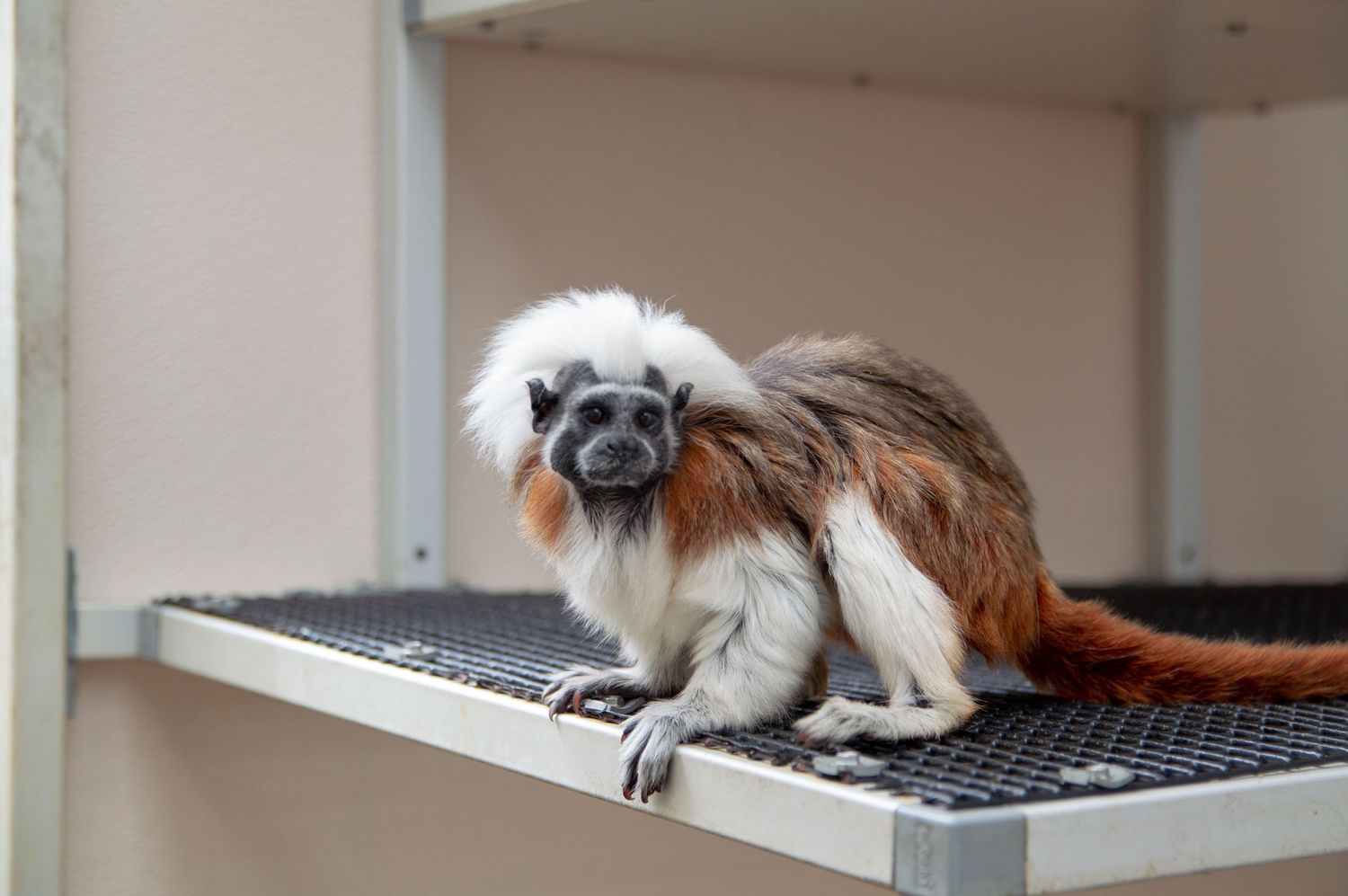 Small primate with white head fur rests on black mesh surface in indoor habitat.