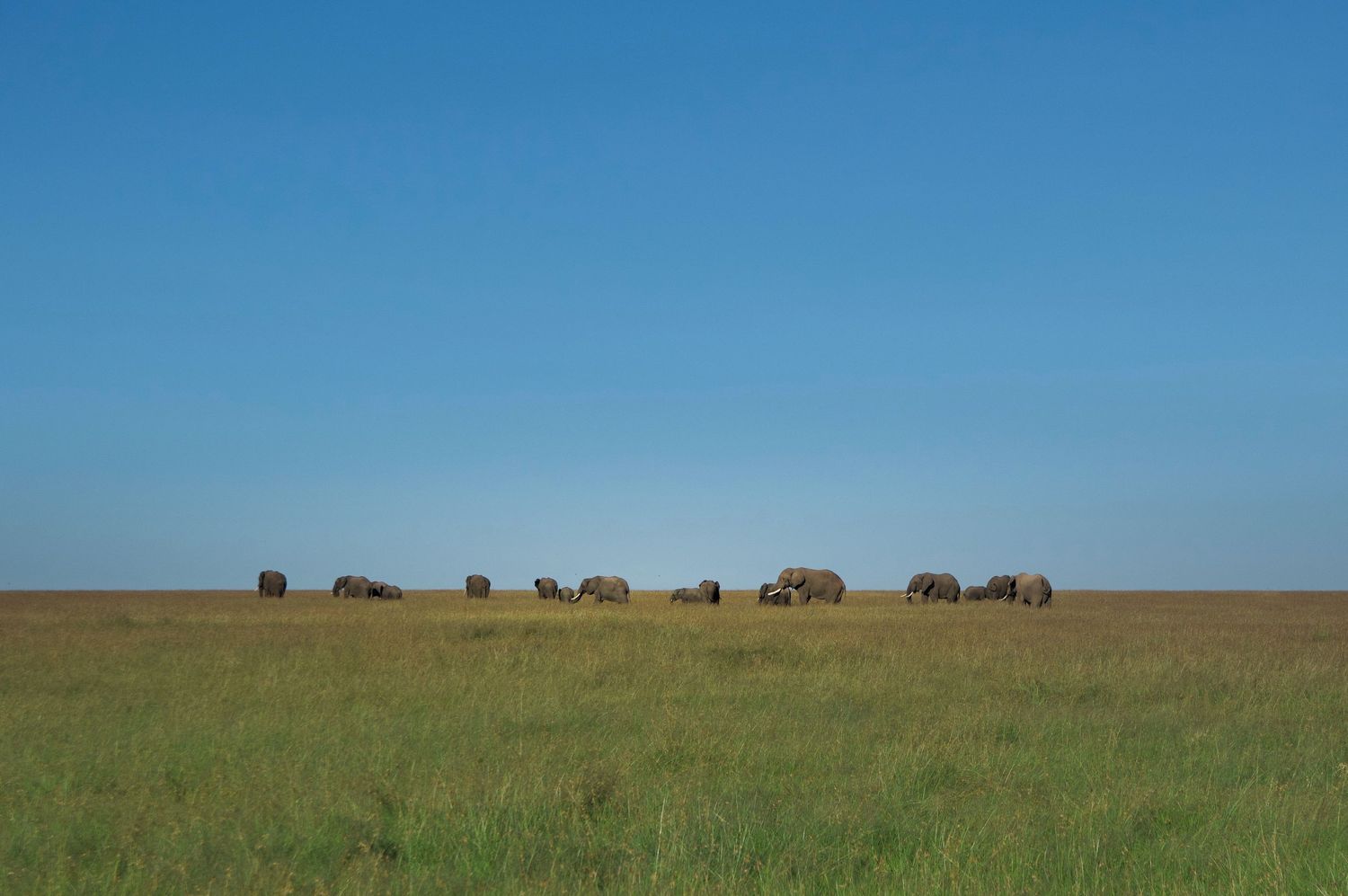 Silhouettes of elephants grazing on African grassland against bright blue sky.