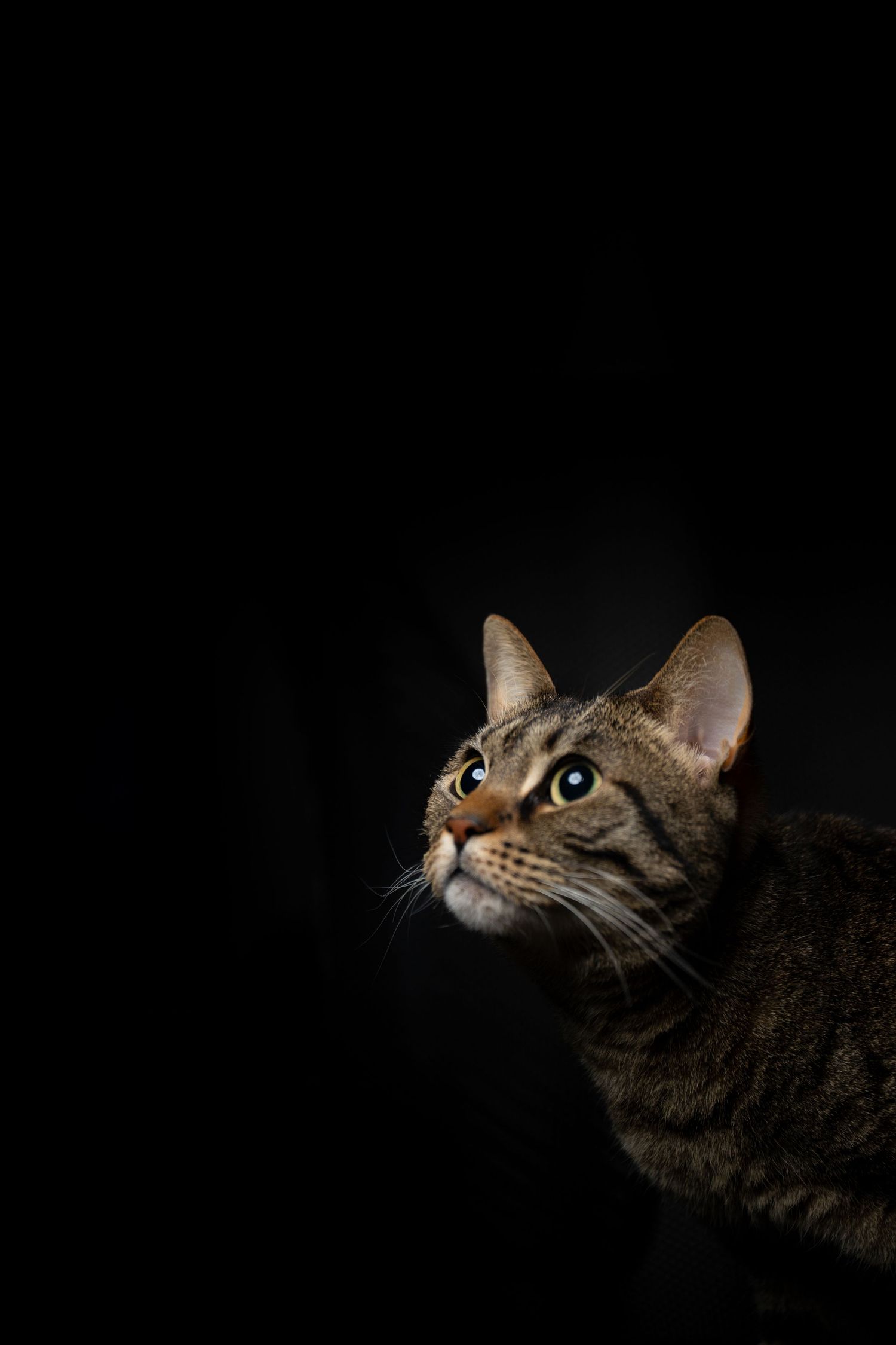 A series of dramatic side profile shots of a tabby cat's face against a dark background, showing different angles and expressions.