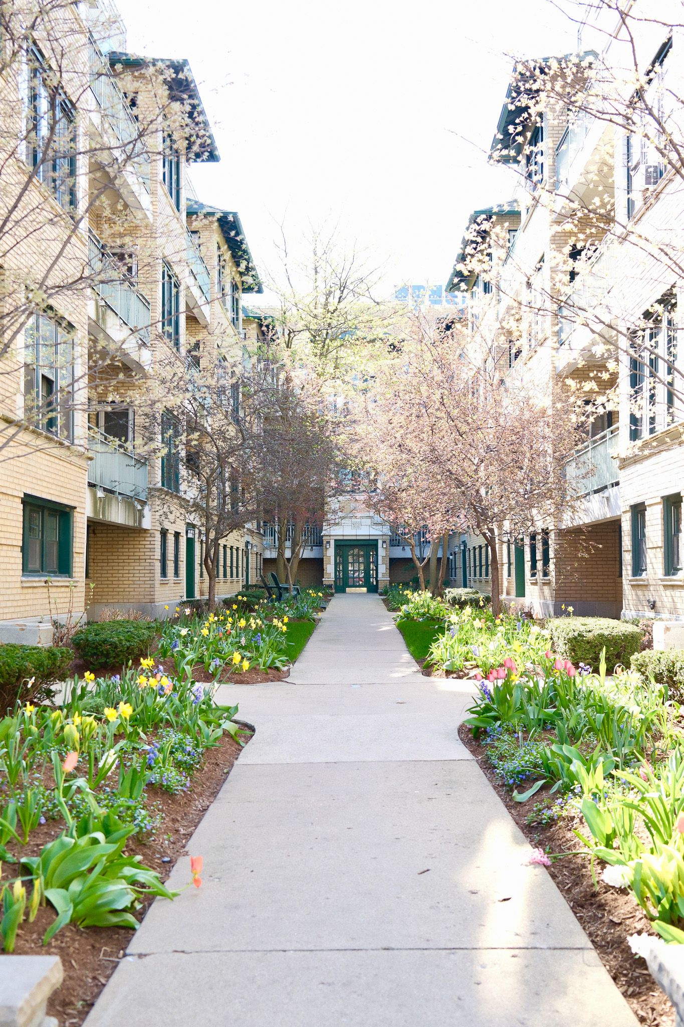 Spring garden pathway lined with blooming tulips between residential buildings.