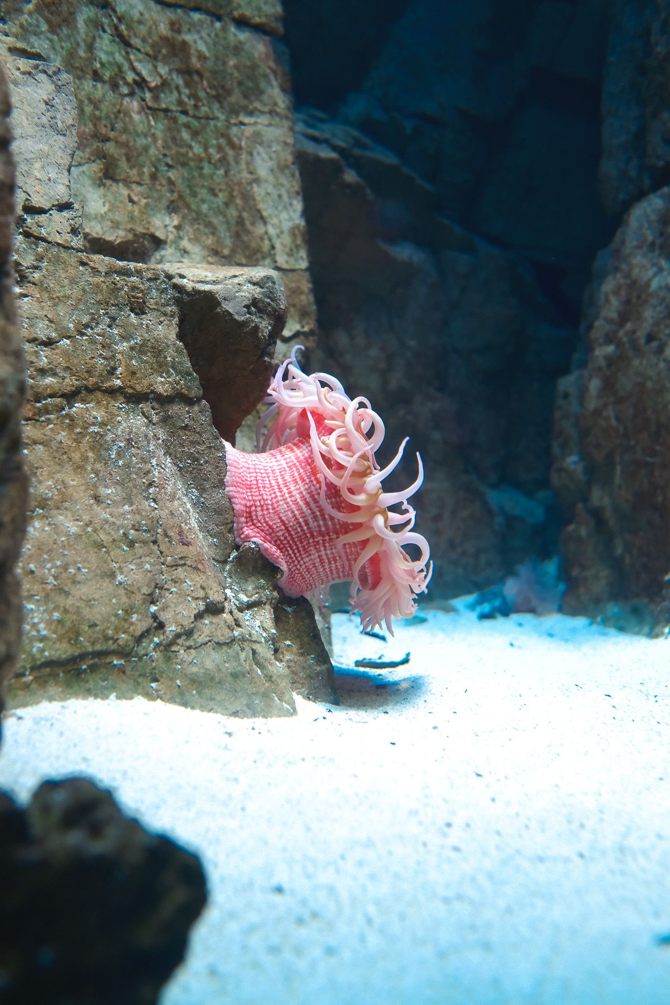 A delicate pink and white lionfish swims near stone structures on a sandy seafloor.