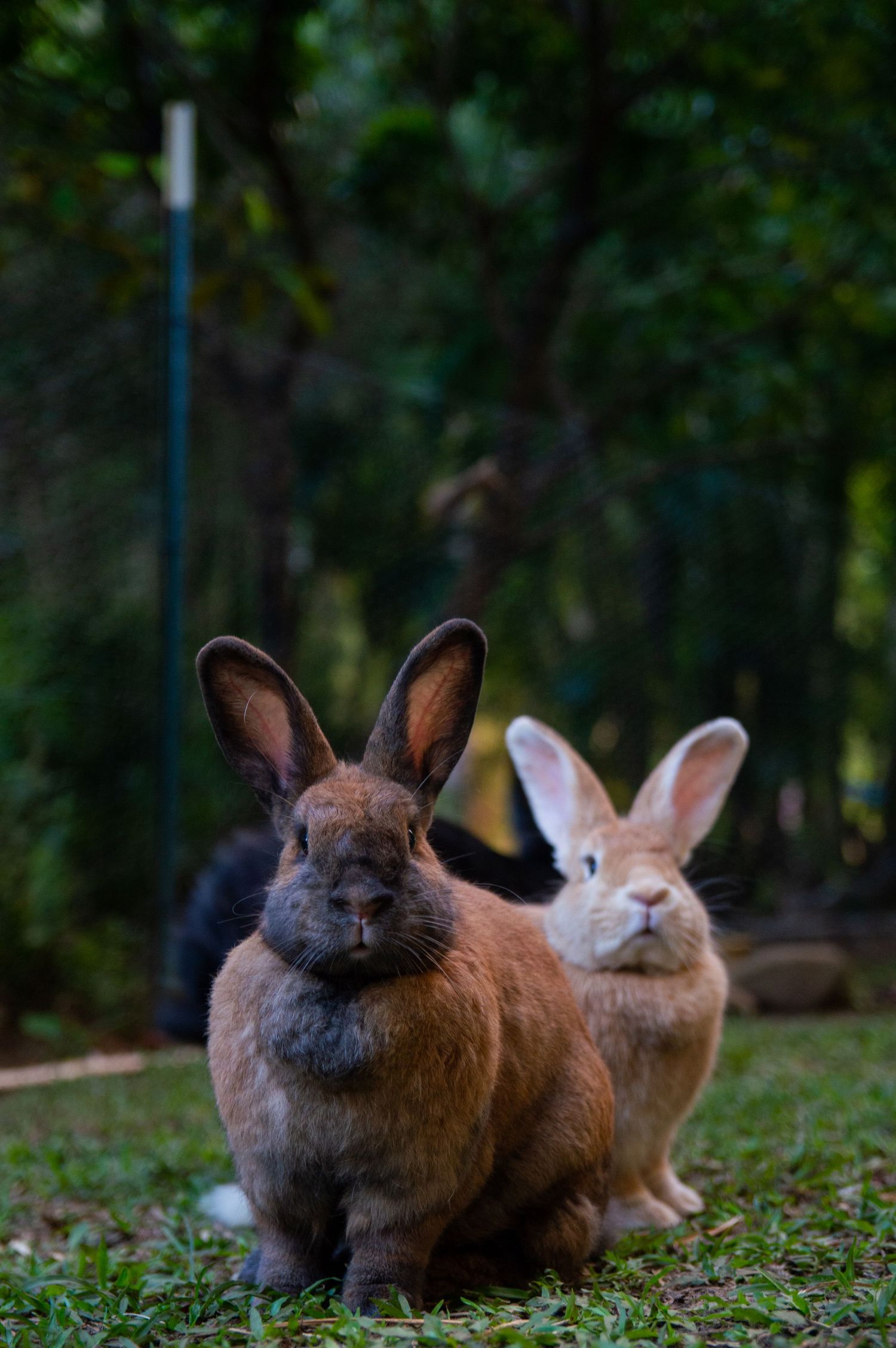 Two rabbits, one brown and one white, sitting together on grass with a blurred forest background.