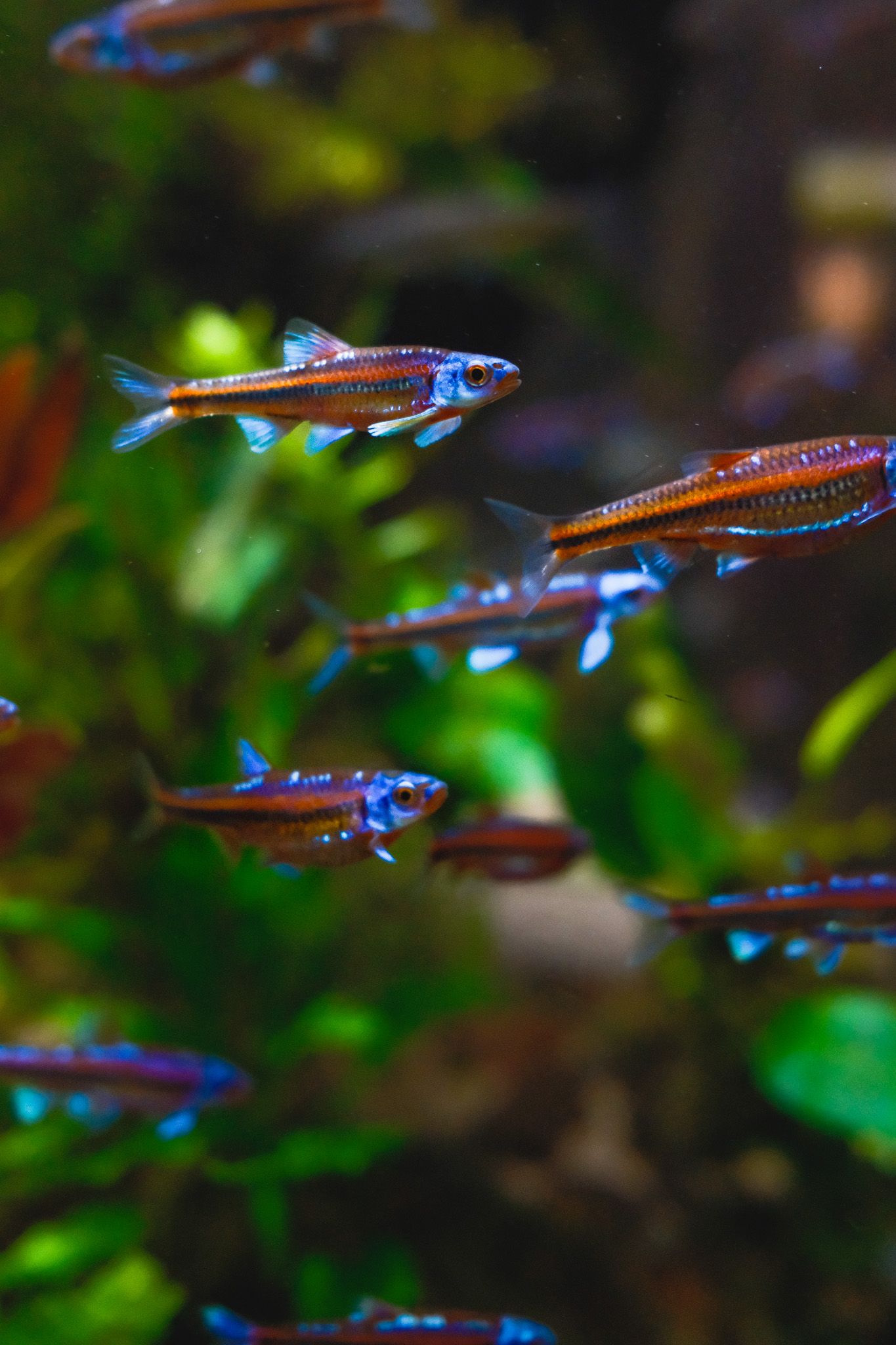 School of neon tetras with blue and red stripes swimming in planted aquarium.