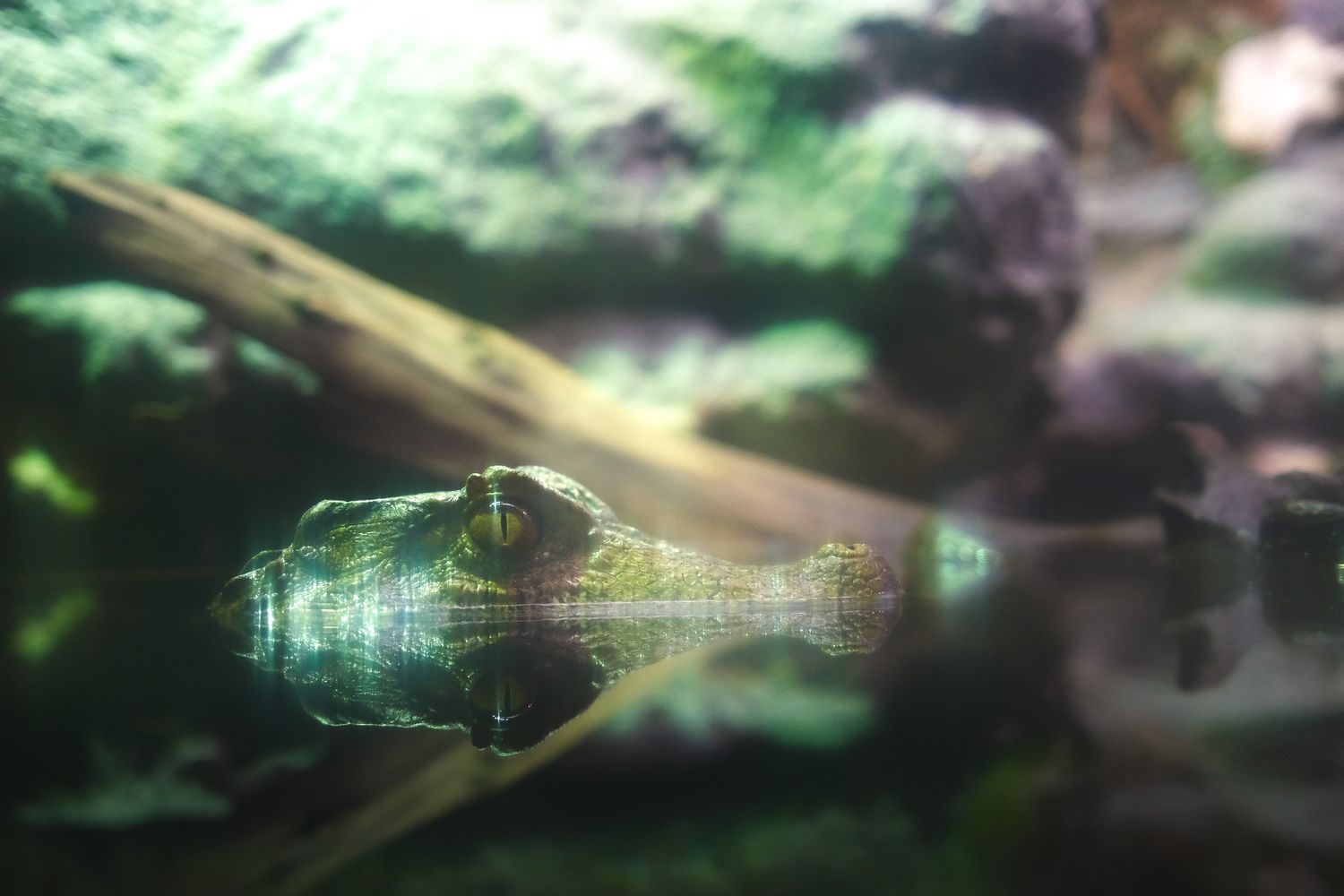 Close-up of a crocodile's head partially submerged in murky green water.