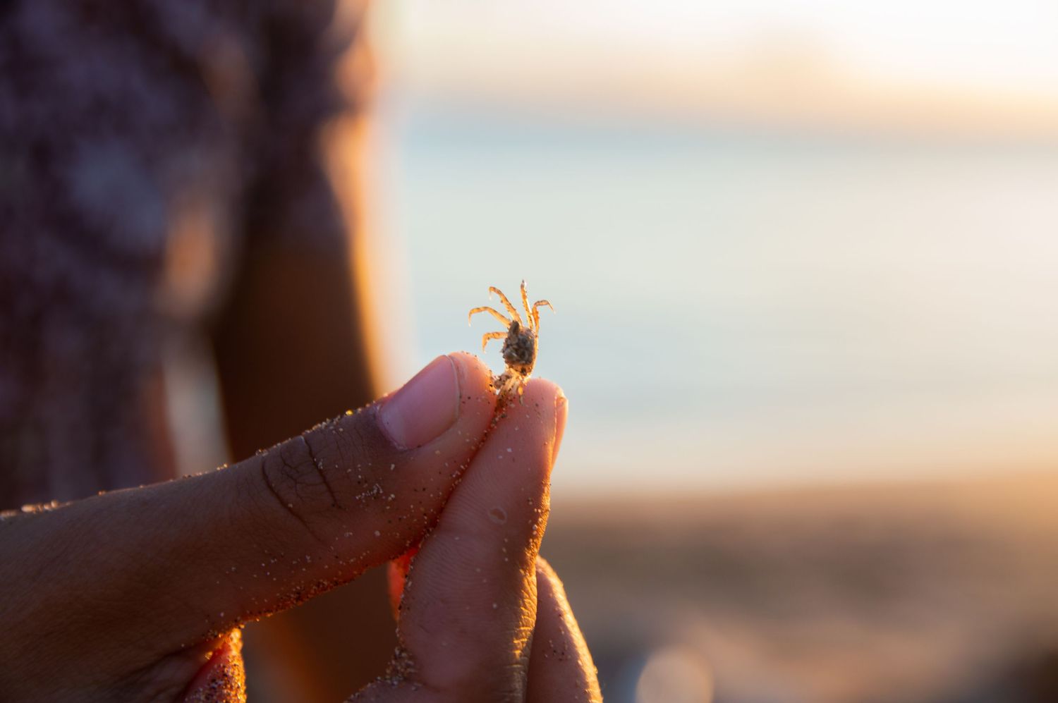 Close-up of tiny insect being held up against warm sunset background.