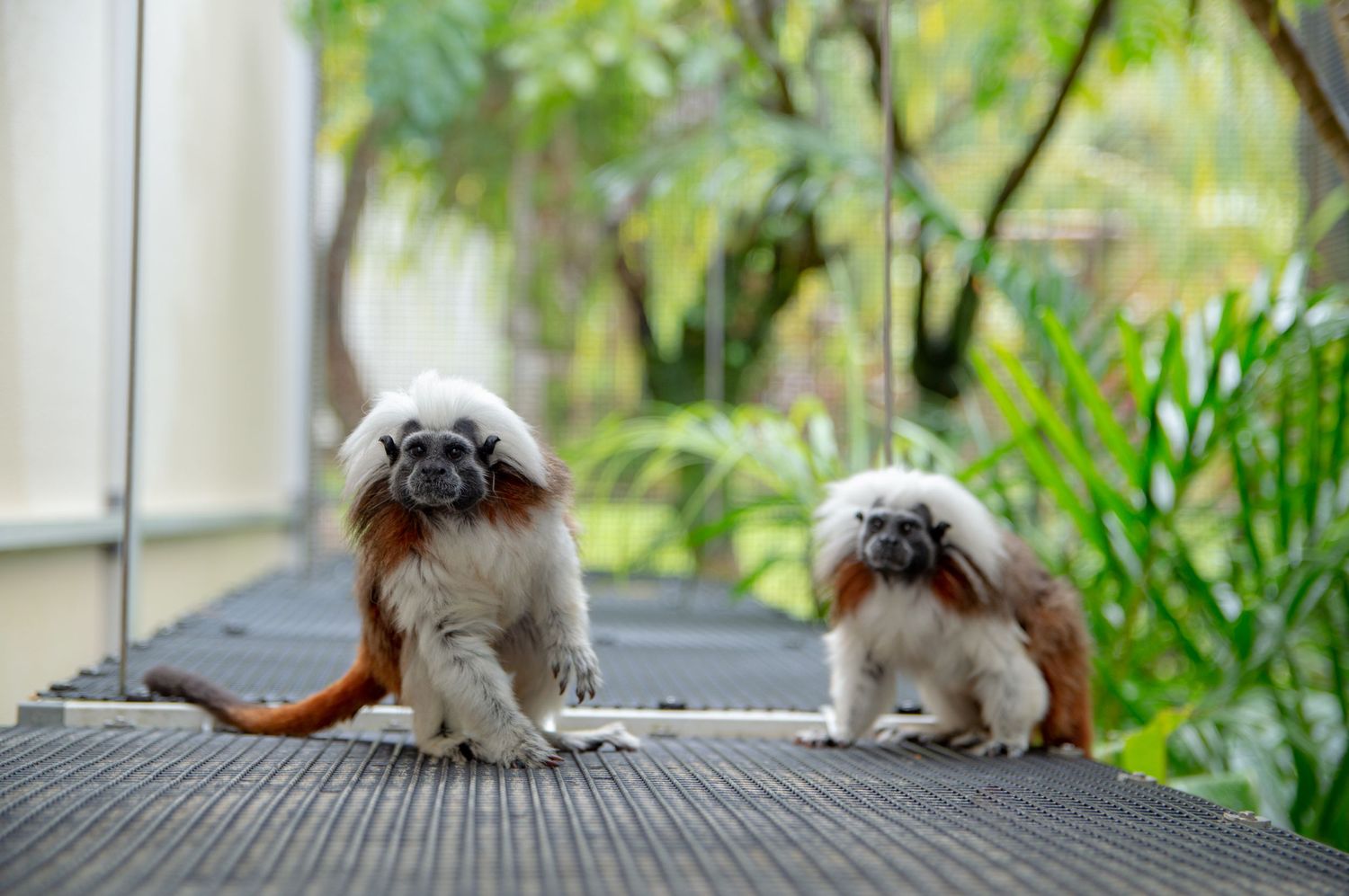 Two cotton-top tamarin monkeys sit together on a gray textured surface with lush greenery in the background.