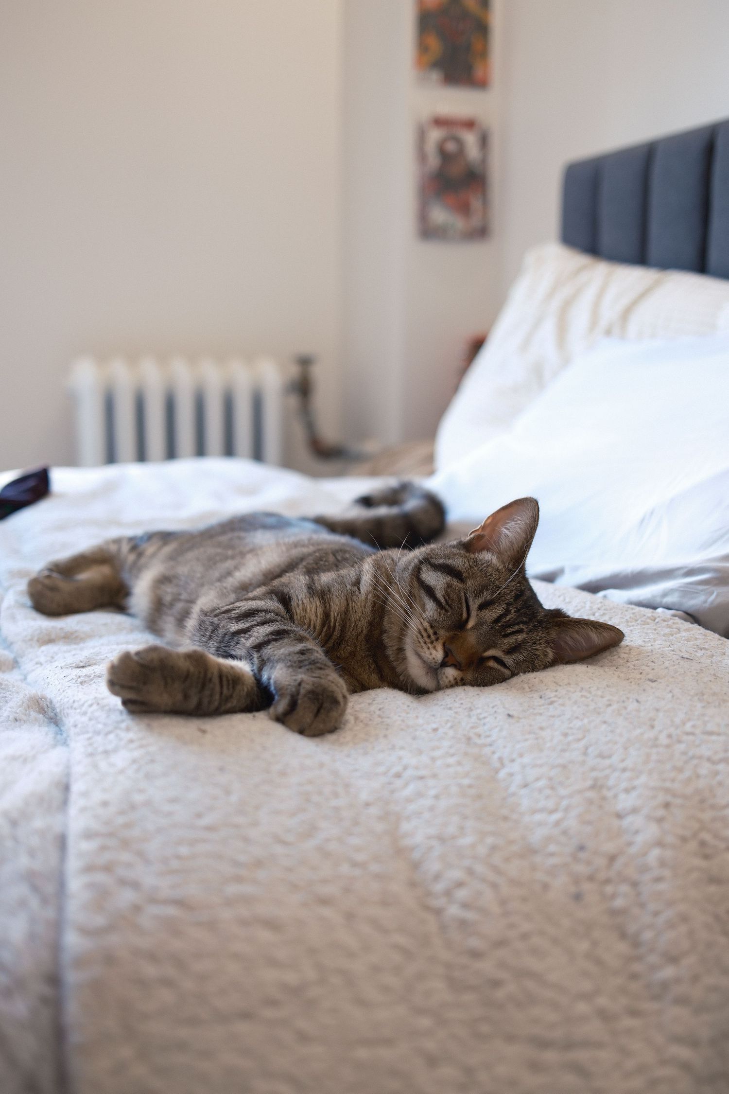 Gray tabby cat lounging lazily across a white bedspread.