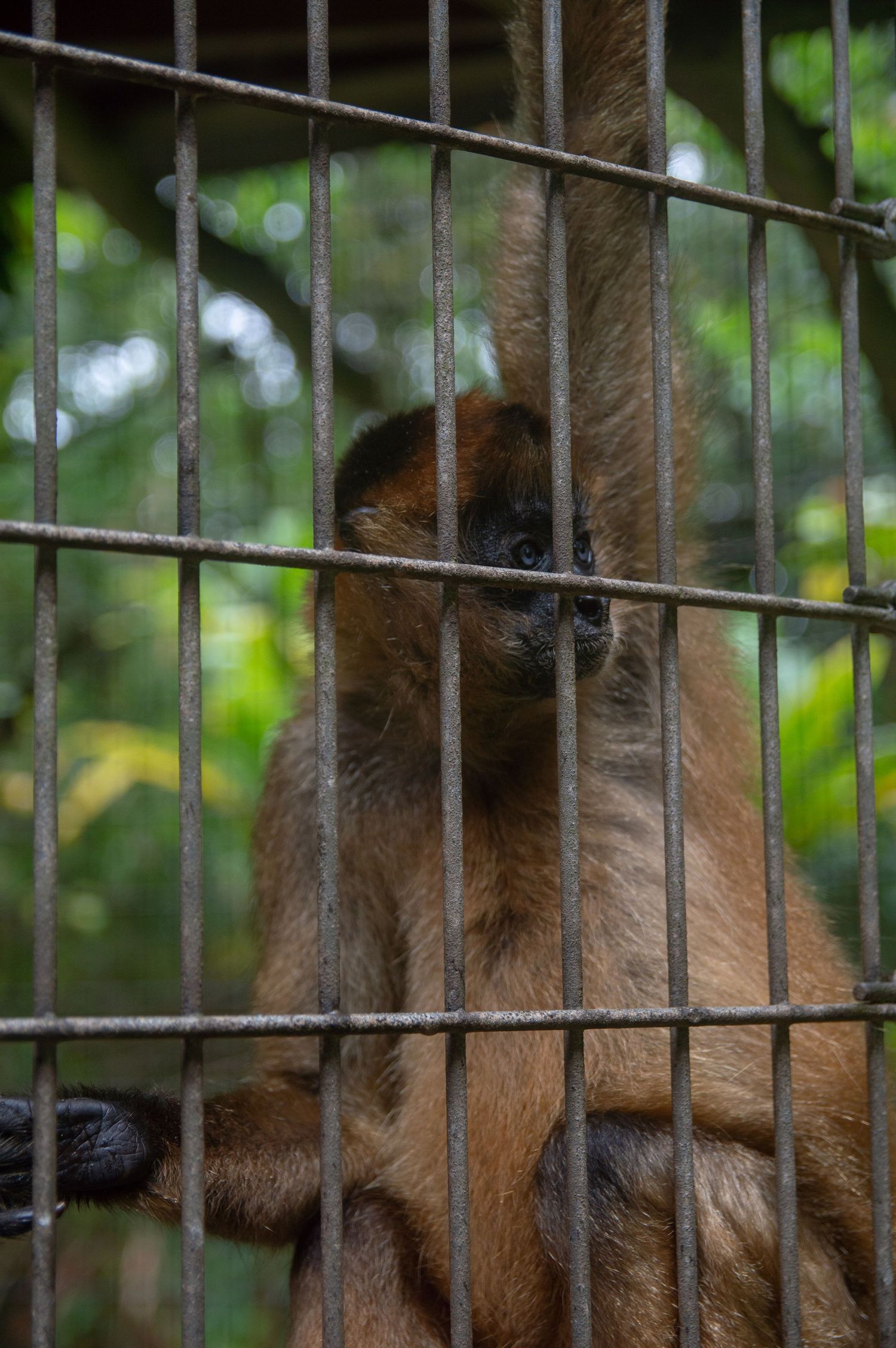 A monkey with brown fur peers through metal cage bars in a zoological setting.