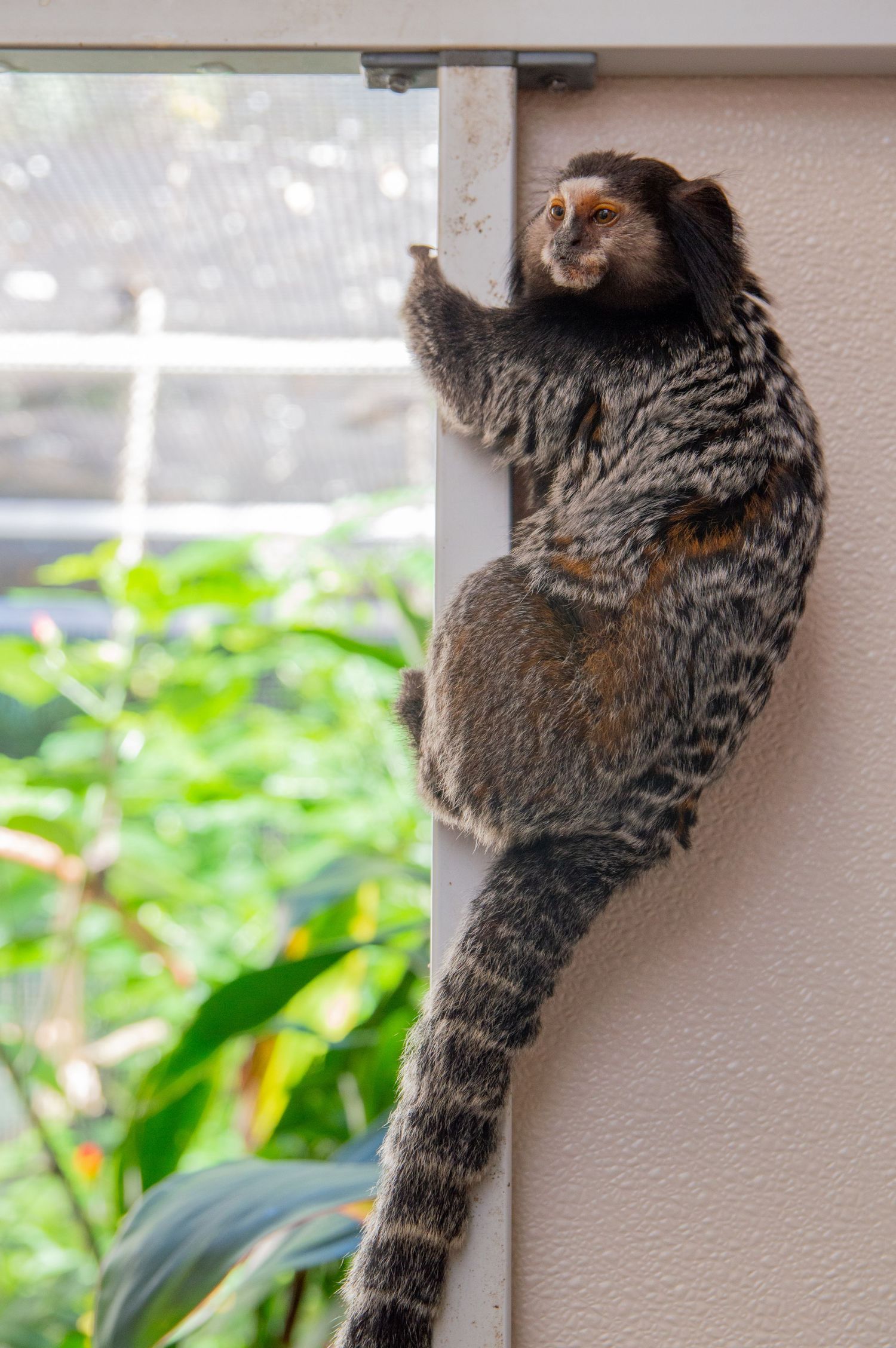 Small monkey with distinctive fur pattern climbing vertical surface near window.
