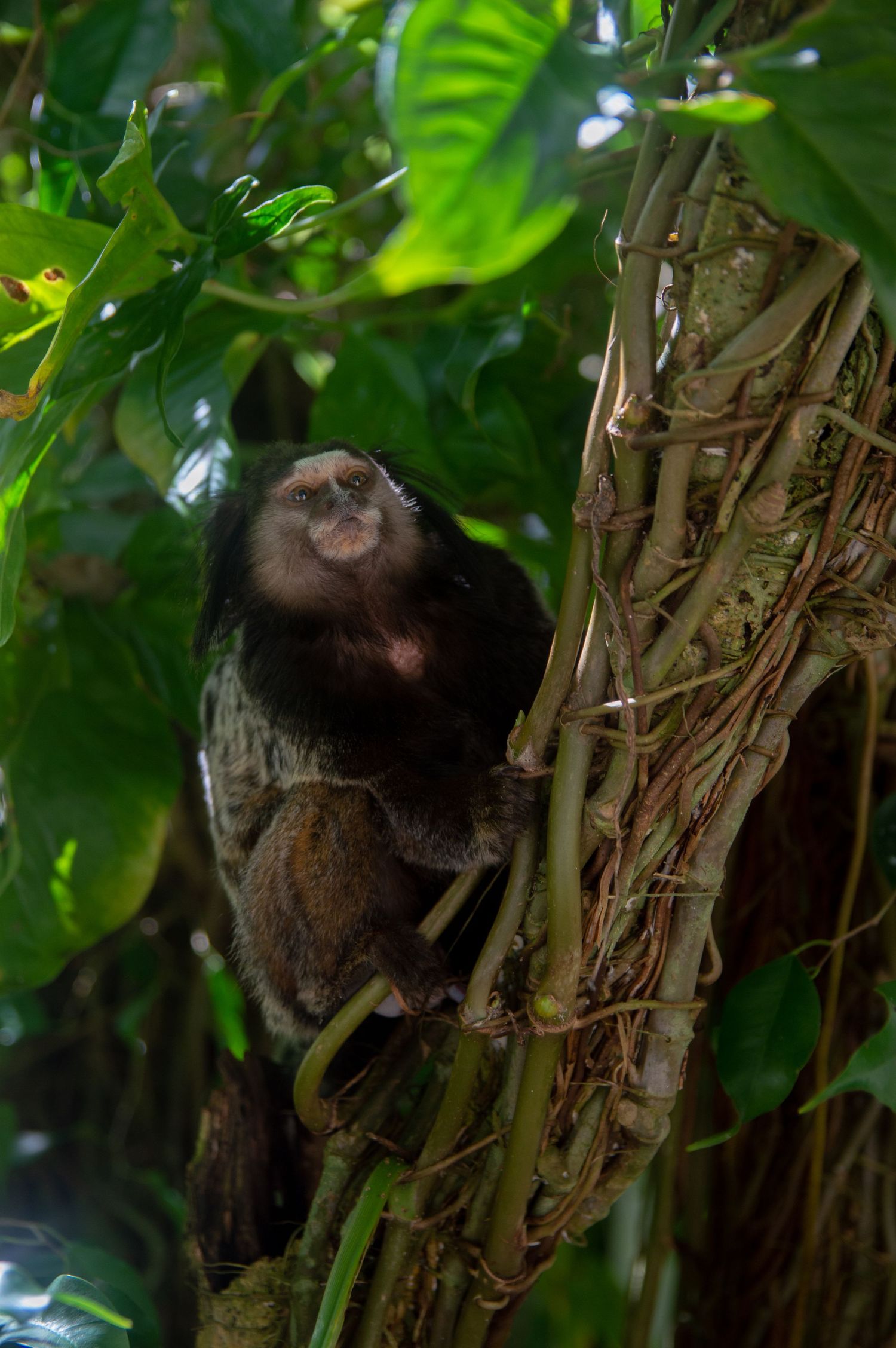 Marmoset monkey holding onto bamboo stalks surrounded by large tropical leaves.