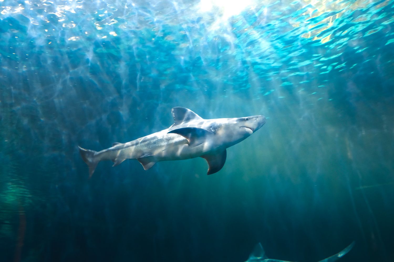 A large shark glides through turquoise ocean waters illuminated by rays of sunlight.
