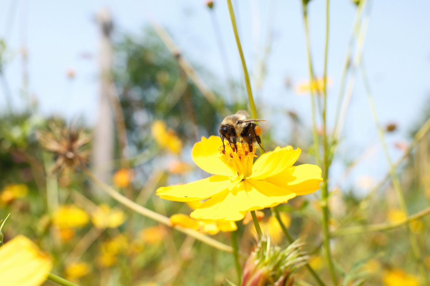 Honeybee gathering nectar from vibrant yellow wildflower against soft blue sky.