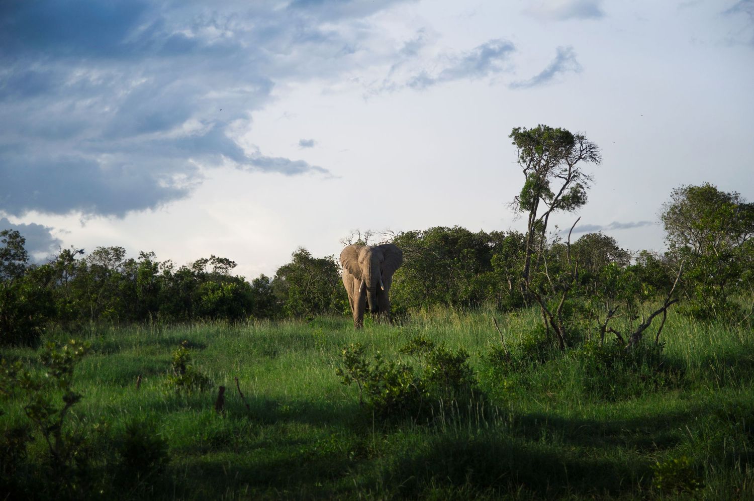 Scenic African savanna landscape with green grass and scattered trees under blue cloudy sky.