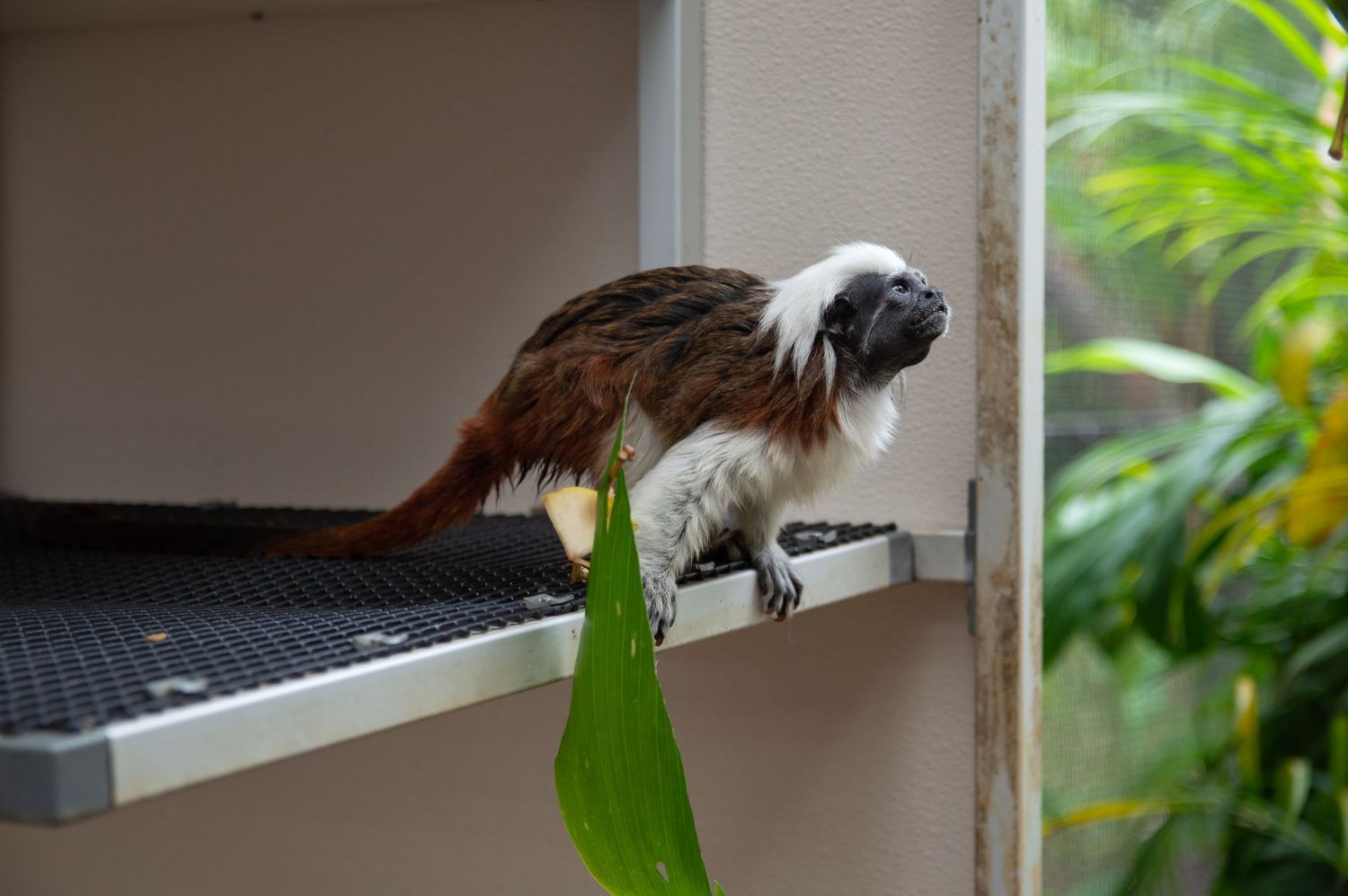 Cotton-top tamarin monkey exploring enclosure with green foliage.