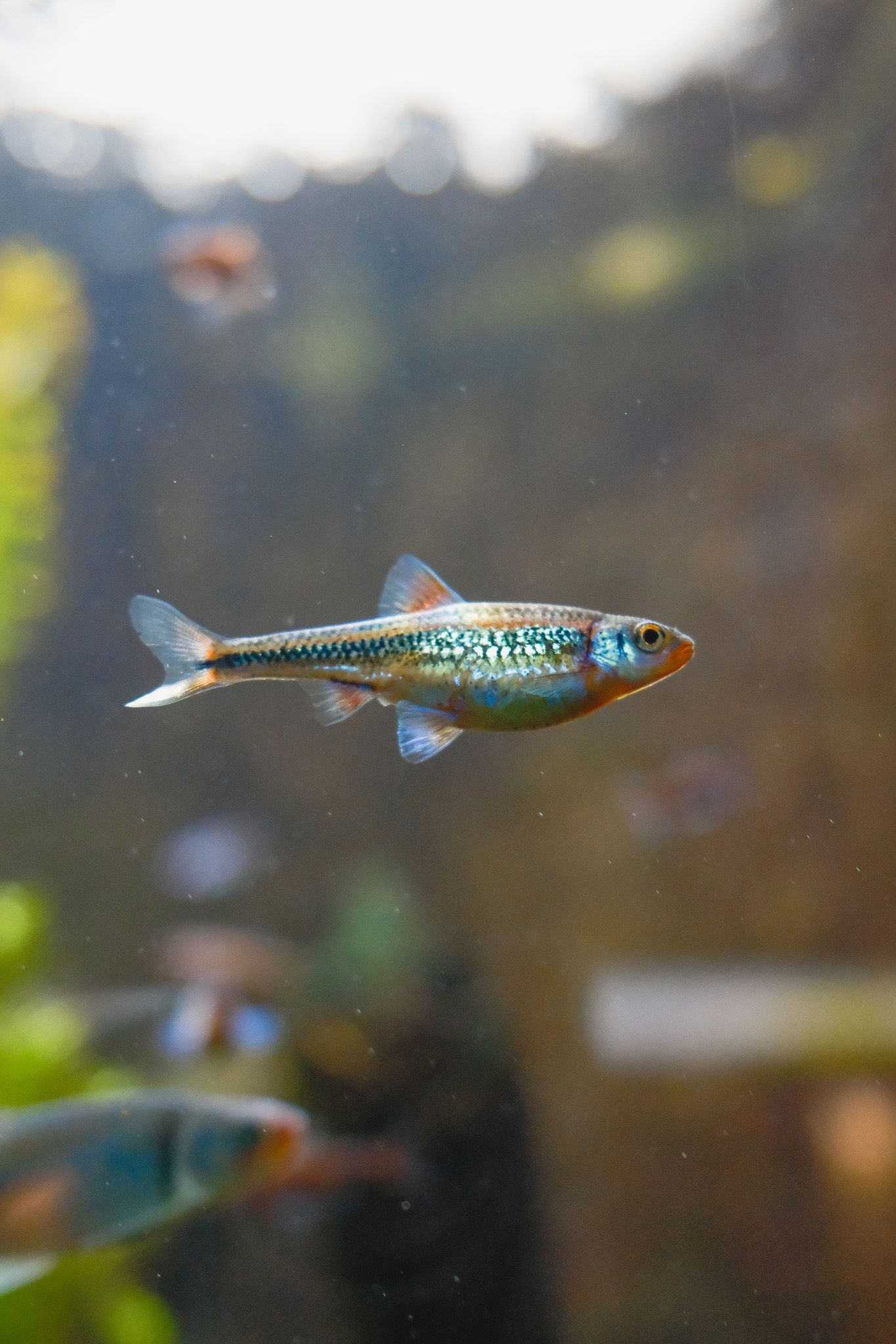 Iridescent blue and gold fish swimming in a freshwater aquarium with plants visible in background.