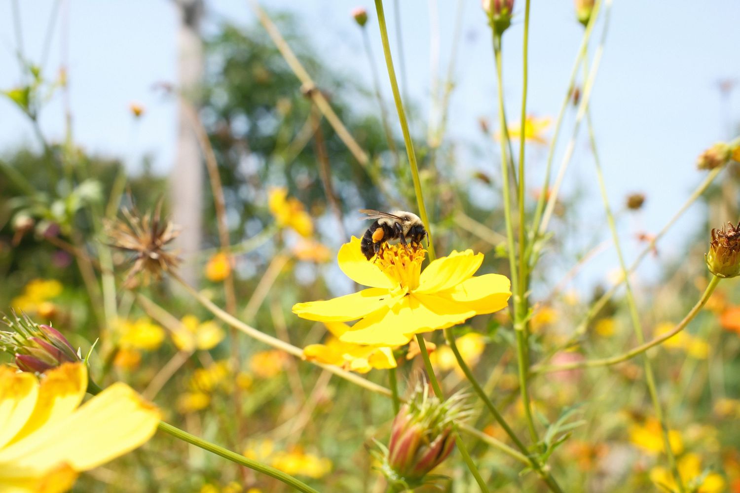 Bee foraging on yellow cosmos flower among delicate summer blooms.