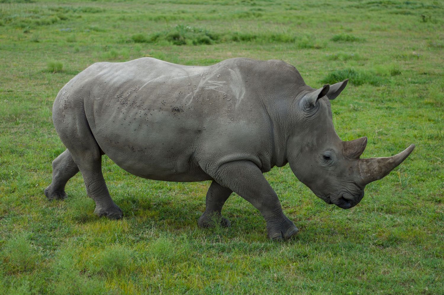 Three white rhinoceros grazing on green grassland in Africa.