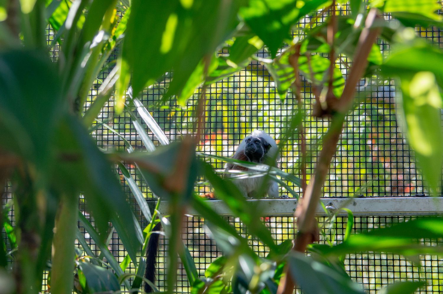 Monkey peeks through lush green leaves behind protective wire mesh screen.