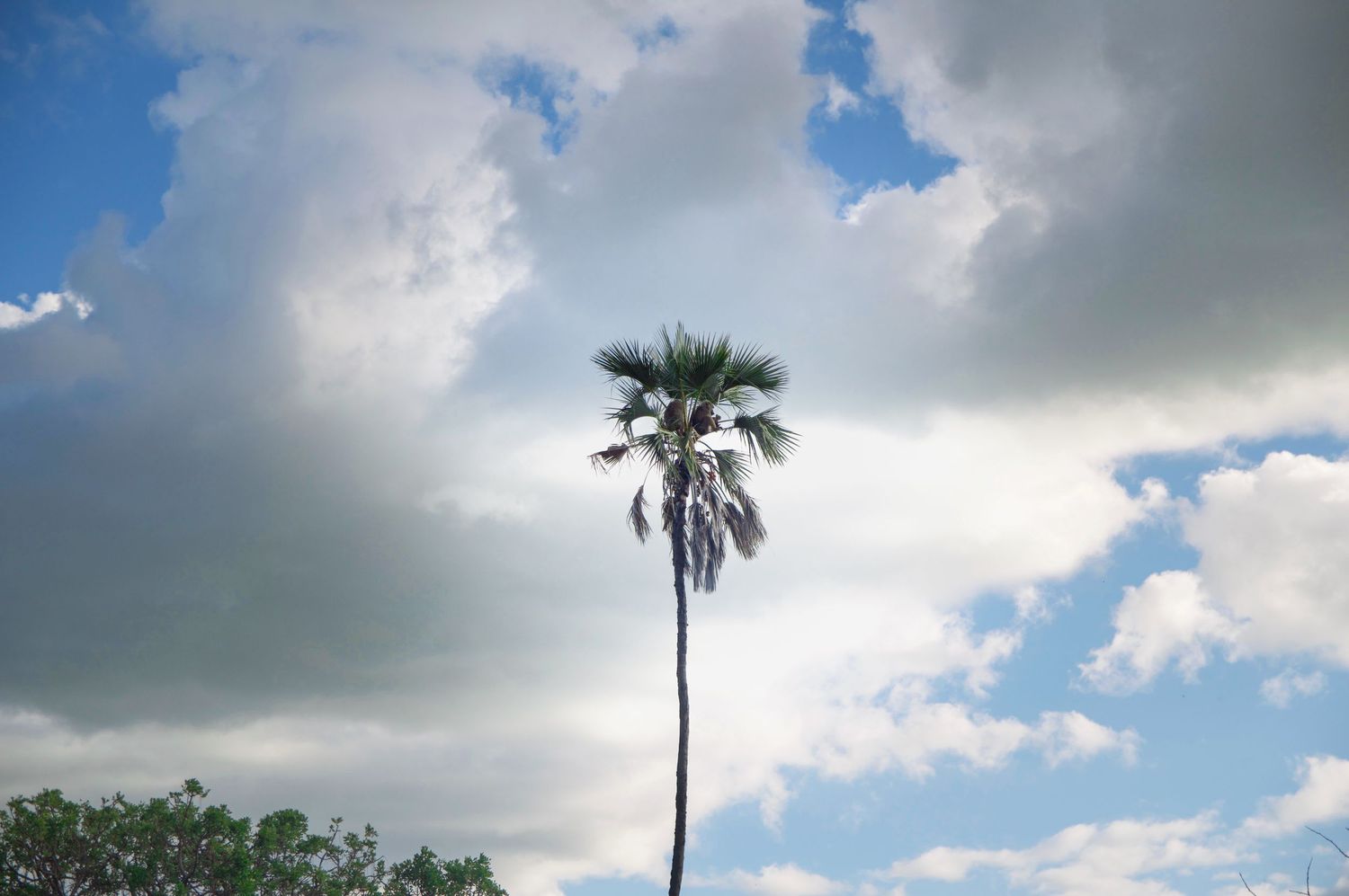 Single palm tree silhouetted against dramatic cloudy sky during daytime.