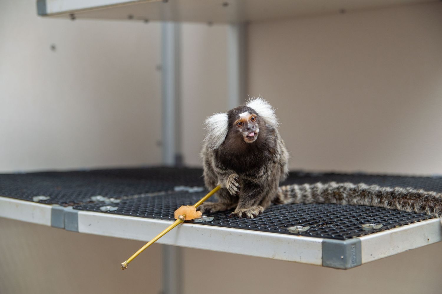 Small monkey with white fur grasping a yellow stick while sitting on a metal mesh platform.