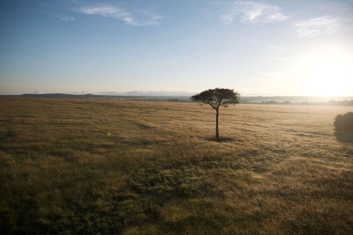 A panoramic view of golden grasslands stretching to the horizon under a bright blue sky at sunset.