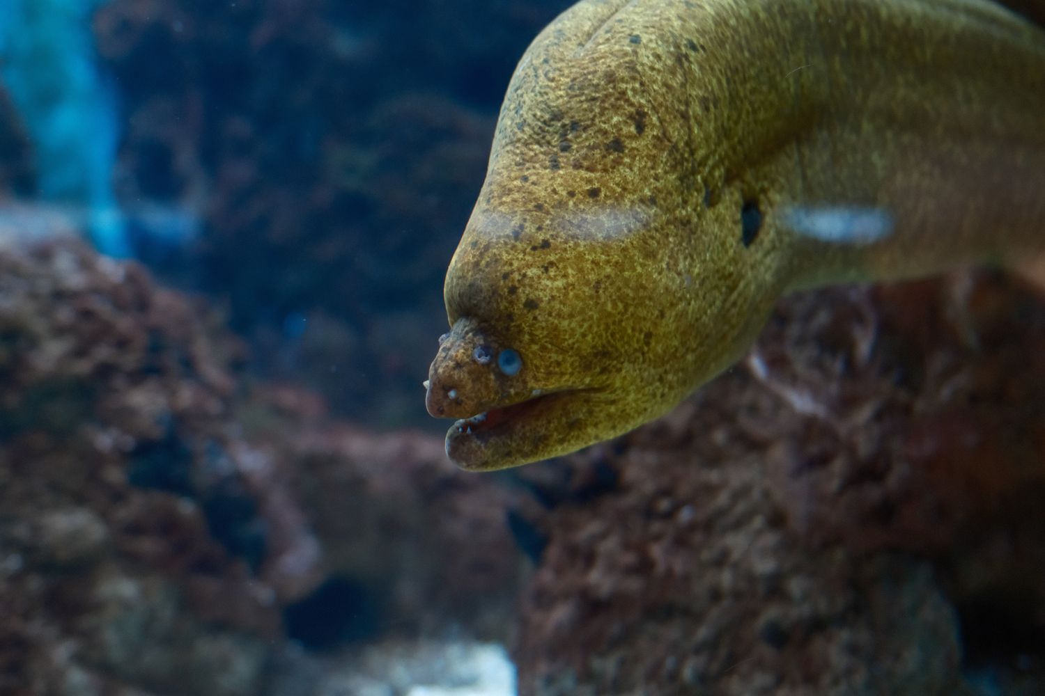 A yellowish-green moray eel shows its distinctive face among underwater rocks.