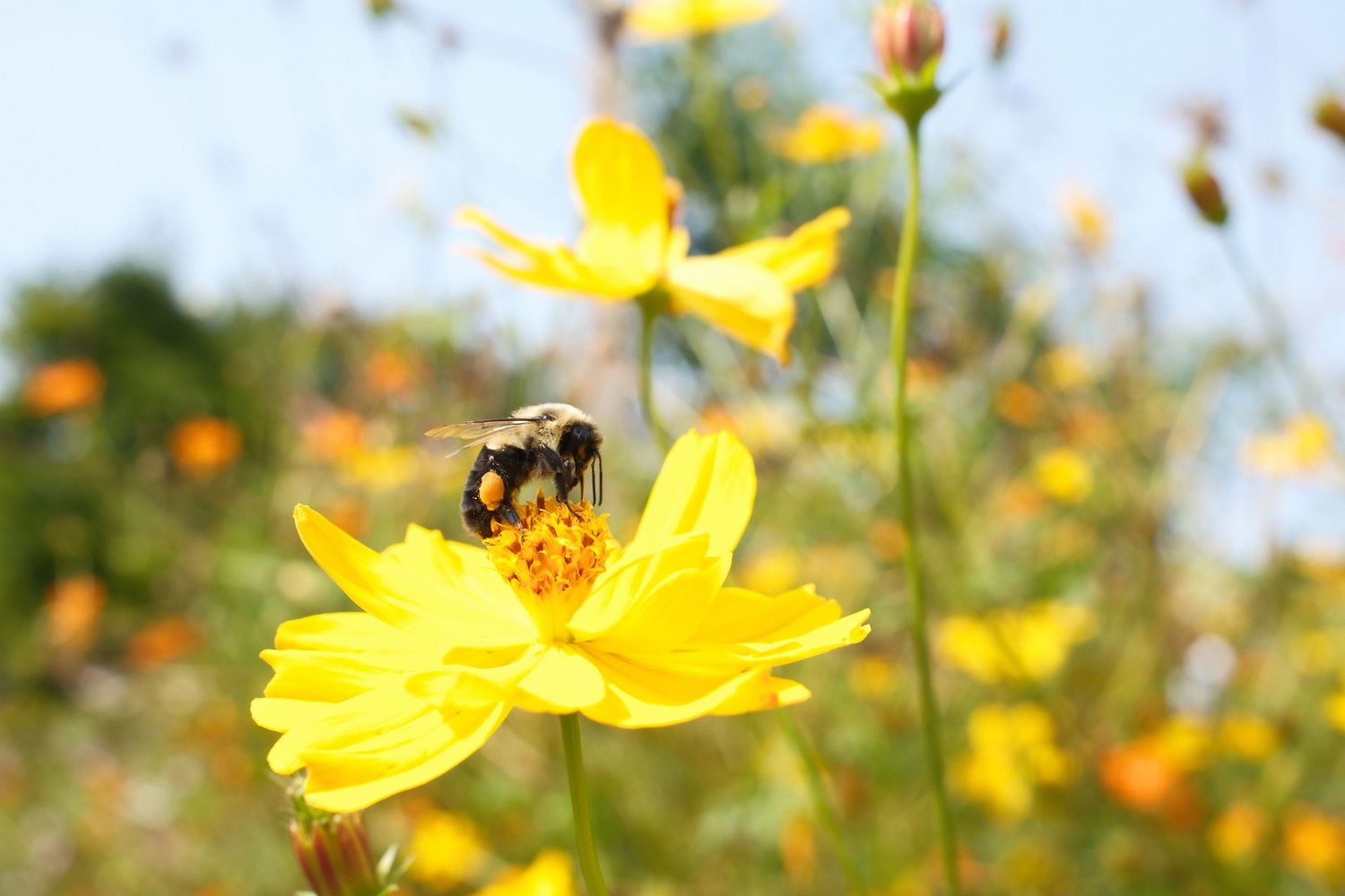 Bumble bee collecting pollen from bright yellow cosmos flower in garden.