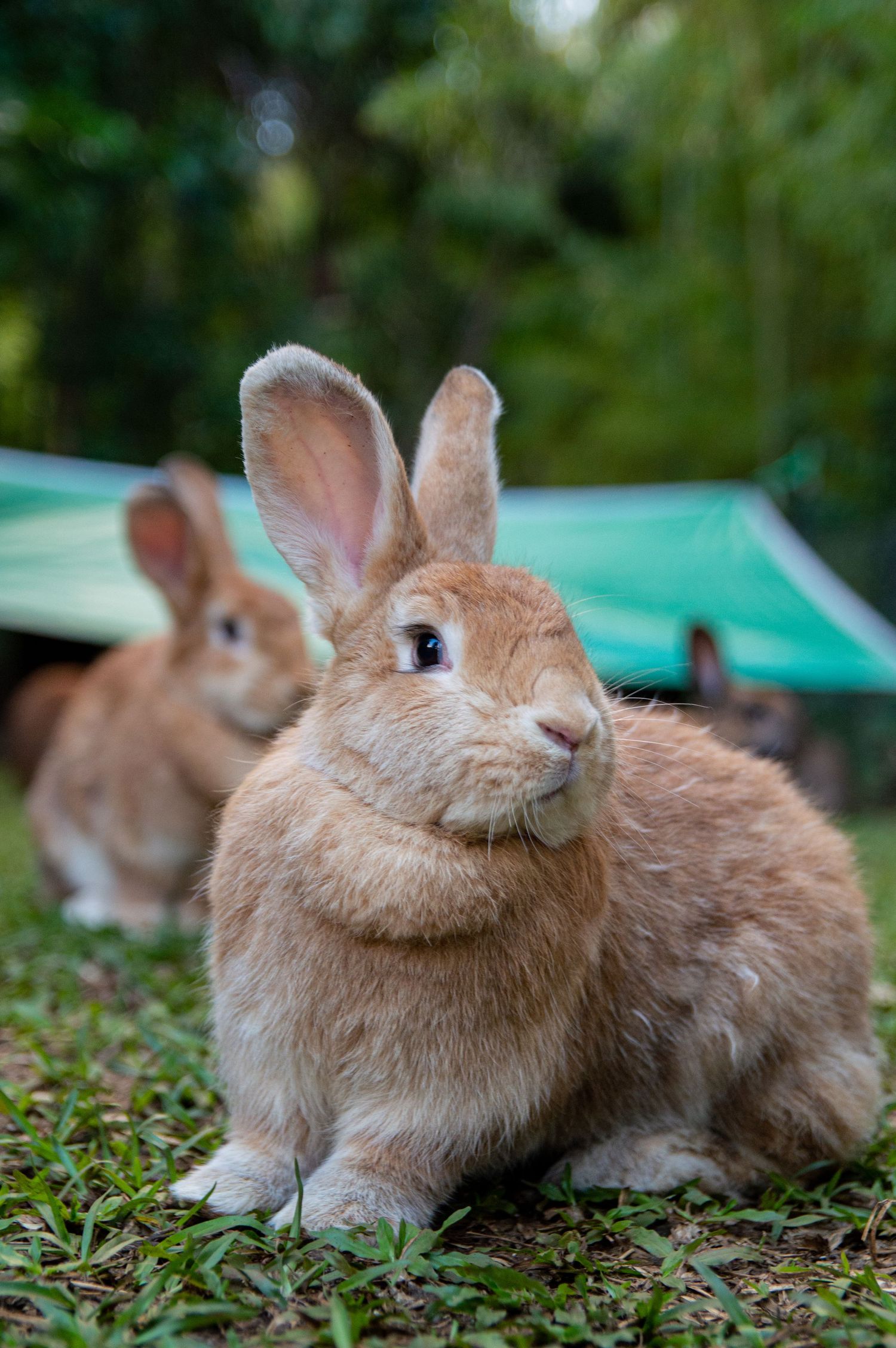 Close-up of a tan rabbit with upright ears sitting on grass near a green structure.