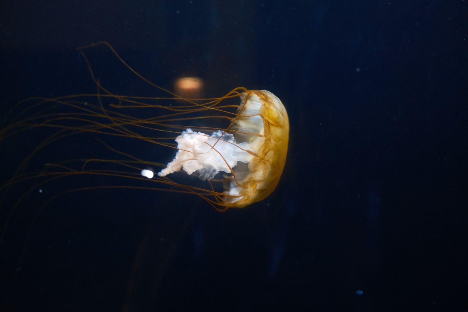 A luminescent jellyfish with flowing tentacles floats in deep blue waters.